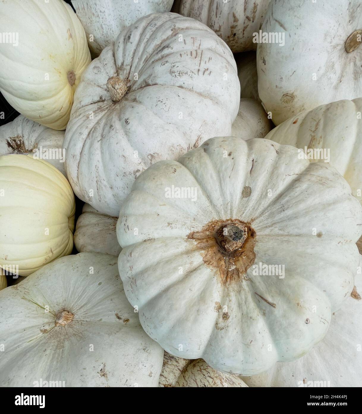 Zucche bianche in mostra, foto quadrata. Foto Stock