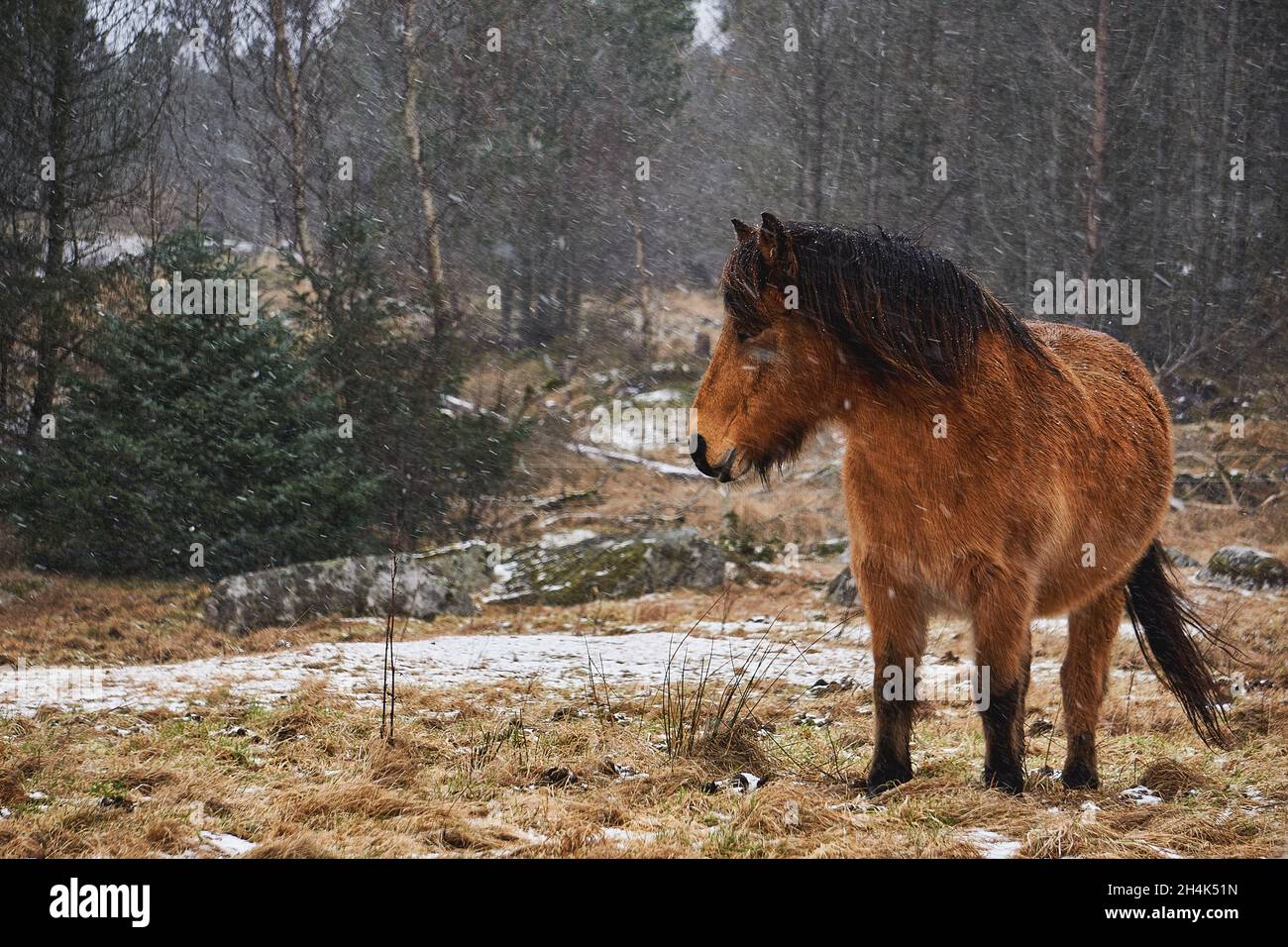 Un cavallo che combatte la neve gelida e il vento, Vigra, Norvegia Foto Stock