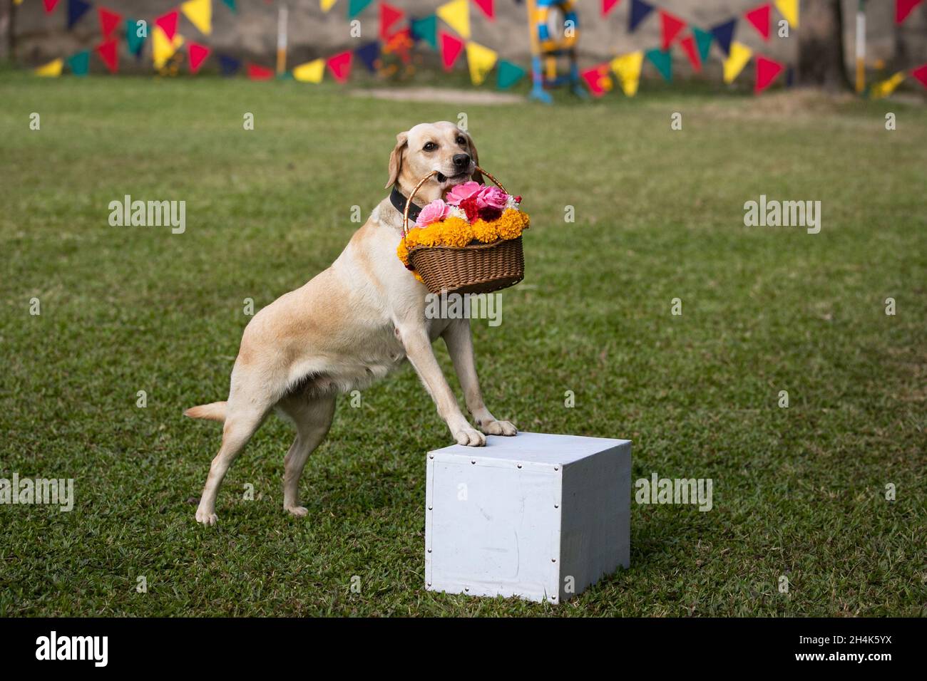 Bhaktapur, Nepal. 03 novembre 2021. Un cane dell'esercito nepalese mostra le abilità di addestramento durante un giorno di culto del cane che è celebrato come parte del festival di Tihar.Tihar è il secondo festival più grande del Nepal che è dedicato ad un animale differente o oggetto di culto, compreso mucche, corvi e cani. Il festival celebra il potente rapporto tra gli esseri umani, gli dei e gli animali. (Foto di Prabin Ranabhat/SOPA Images/Sipa USA) Credit: Sipa USA/Alamy Live News Foto Stock