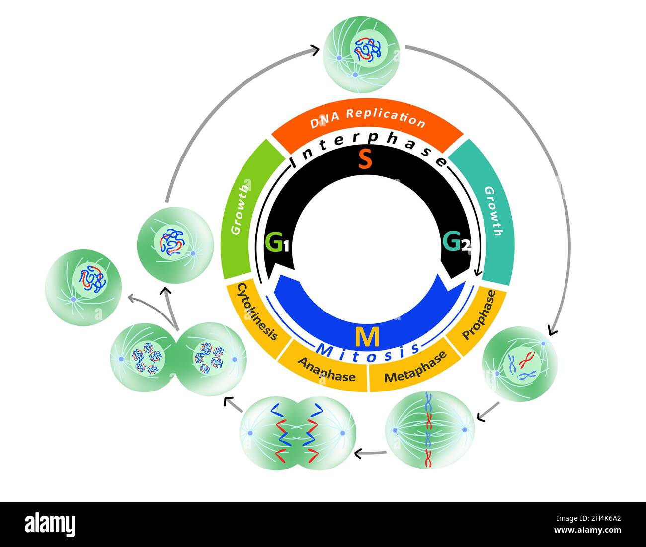 Diagramma del ciclo cellulare, fasi del ciclo cellulare e mitosi. (Replicazione del DNA). Illustrazione didattica su sfondo bianco. Foto Stock