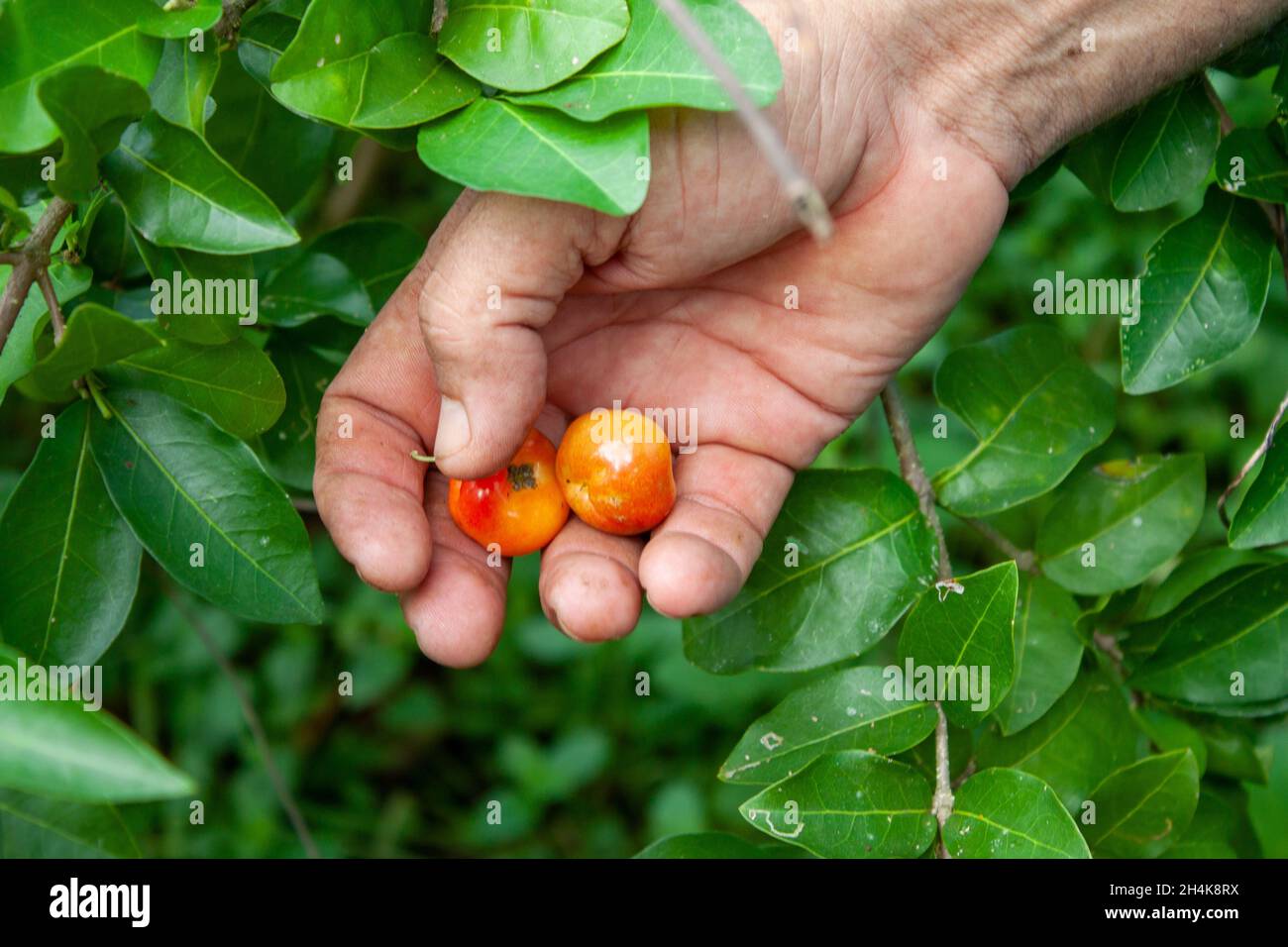 mani di un uomo adulto che raccoglie acerola Foto Stock