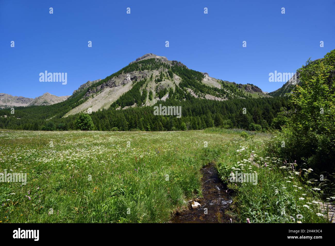 Primavera Alpino Selvaggio Fiore Prato & torrente di montagna vicino alla sorgente du Var Estenc Val d'Entraunes Mercantour Parco Nazionale Alpi francesi Francia Foto Stock