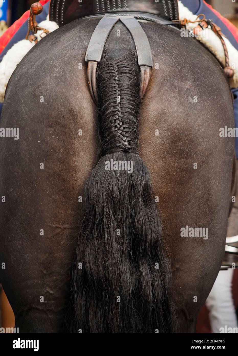 Primo piano di un ponytail adornato per la sfilata di Fuengirola Horse Day. Foto Stock