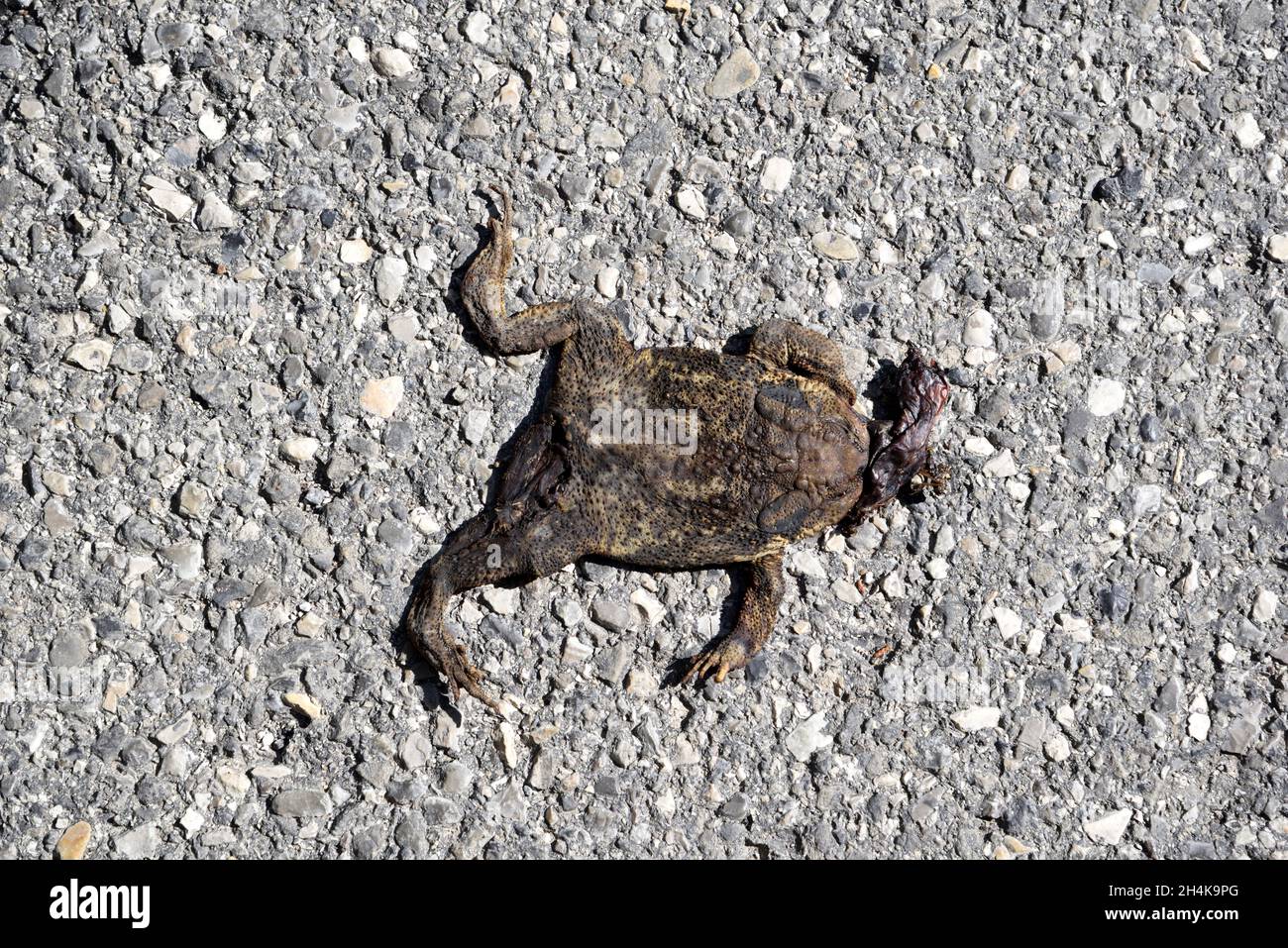 Squashed o Dead Toad, Common Toad o European Toad, Bufo bufo, Roadkill o Road Kill Foto Stock