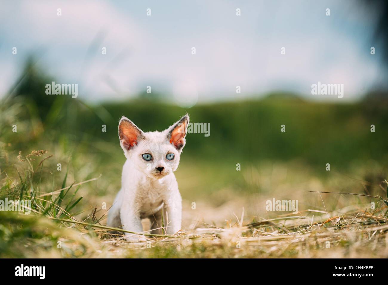 Dolce Devon Rex Cat divertente curioso giovane bianco Devon Rex Kitten in  erba. Gatto a pelo corto di razza inglese. Molto piccolo Animali domestici  deliziosi gatti Foto stock - Alamy