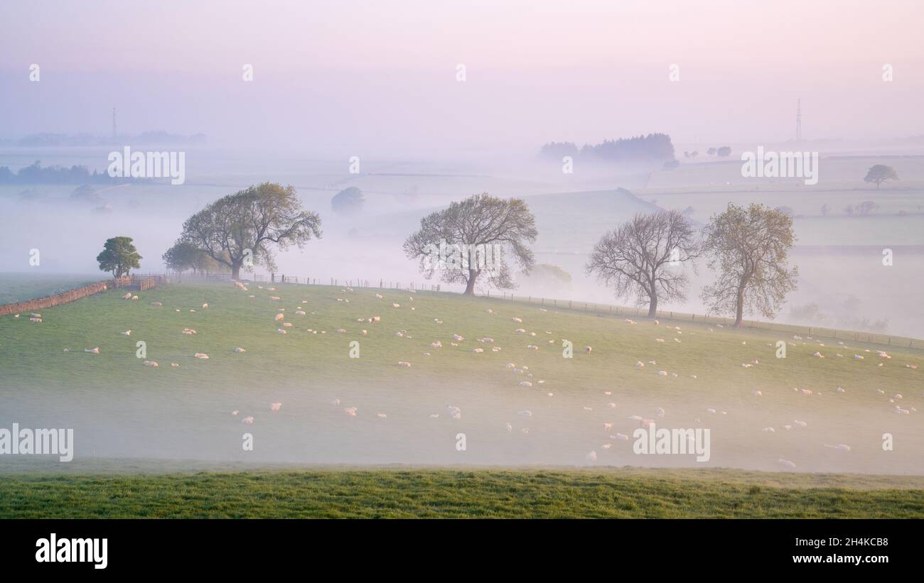 Una linea di alberi è evidenziata da una bassa nebbia sospesa durante una bella alba pastello nella campagna che circonda Almscliffe Crag, Wharfedale. Foto Stock