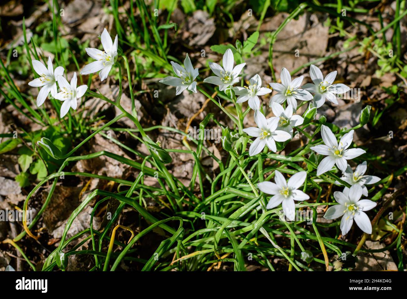 Molti piccoli fiori bianchi delicati di Ornithogalum umbellatum pianta comunemente conosciuta come il giardino stella-di-Betlemme, giglio di erba, pisolino-a mezzogiorno, o undici Foto Stock