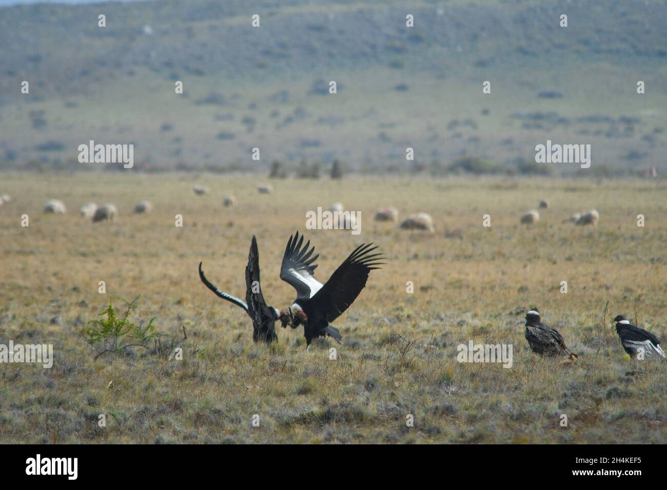 Vultur gryphus - il condor andino è una specie di uccello della famiglia Catartidae. Foto Stock