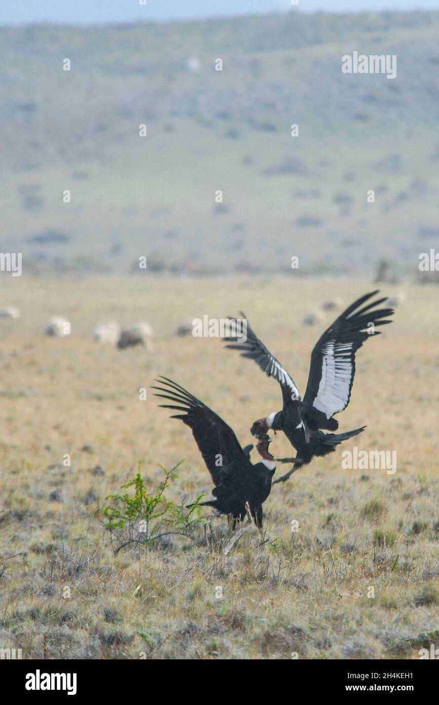 Vultur gryphus - il condor andino è una specie di uccello della famiglia Catartidae. Foto Stock