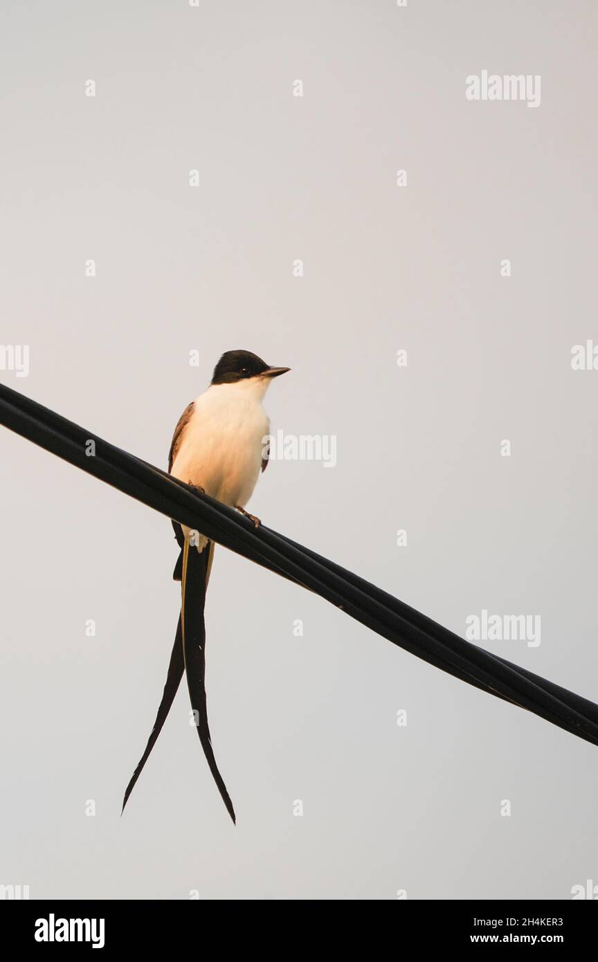 Tirrannus savana - il culo è una specie di uccello della famiglia dei Tirrannidae. Foto Stock