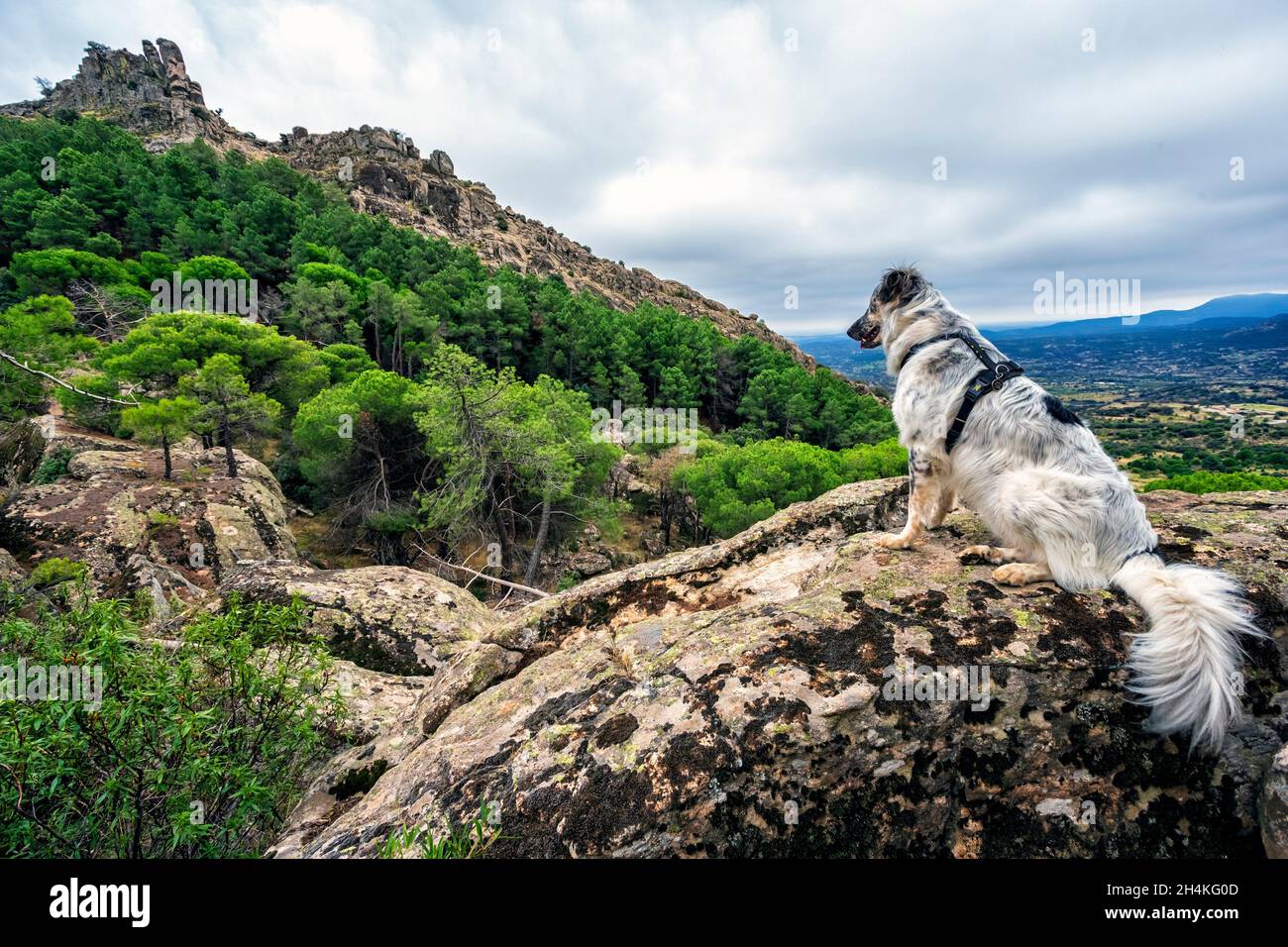 Cane che guarda il paesaggio a Muniana Cliff.Madrid. Spagna. Europa. Foto Stock