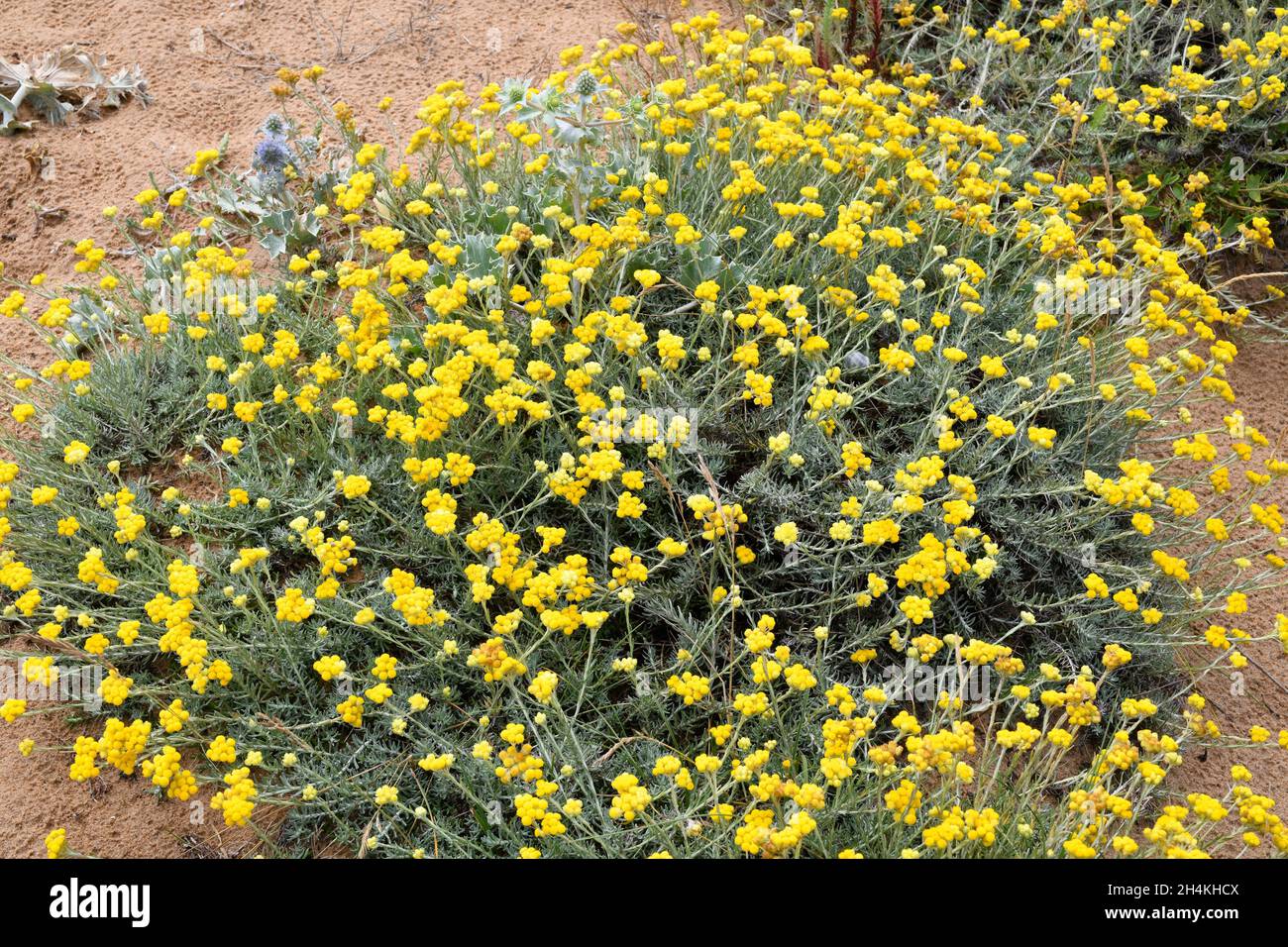La fragola mediterranea (Helichrysum stoechas) è una pianta annuale o perenne originaria delle coste sabbiose del bacino mediterraneo. Questa foto è stata scattata Foto Stock