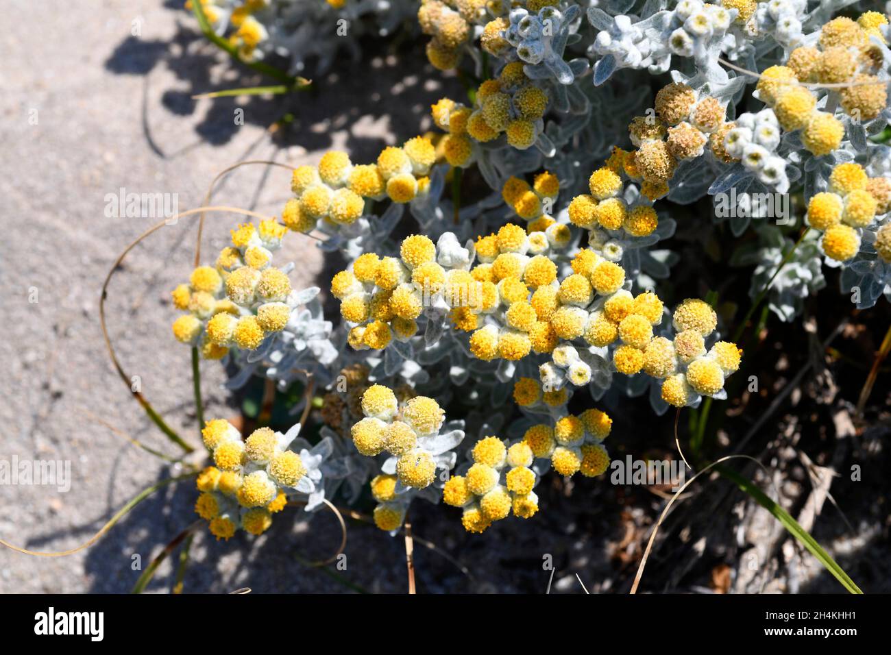 La pianta di erbaccia di cotone (Otanthus maritimus) è un'erba perenne originaria di parte delle coste mediterranee e delle coste atlantiche del Portogallo; Spagna, francia e. Foto Stock