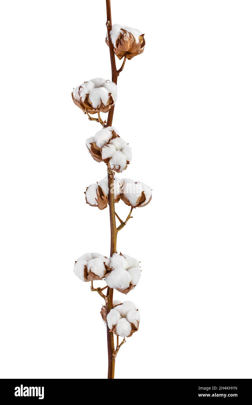 Ramo di fiori di piante di cotone isolato su sfondo bianco con percorso di taglio e profondità di campo completa Foto Stock