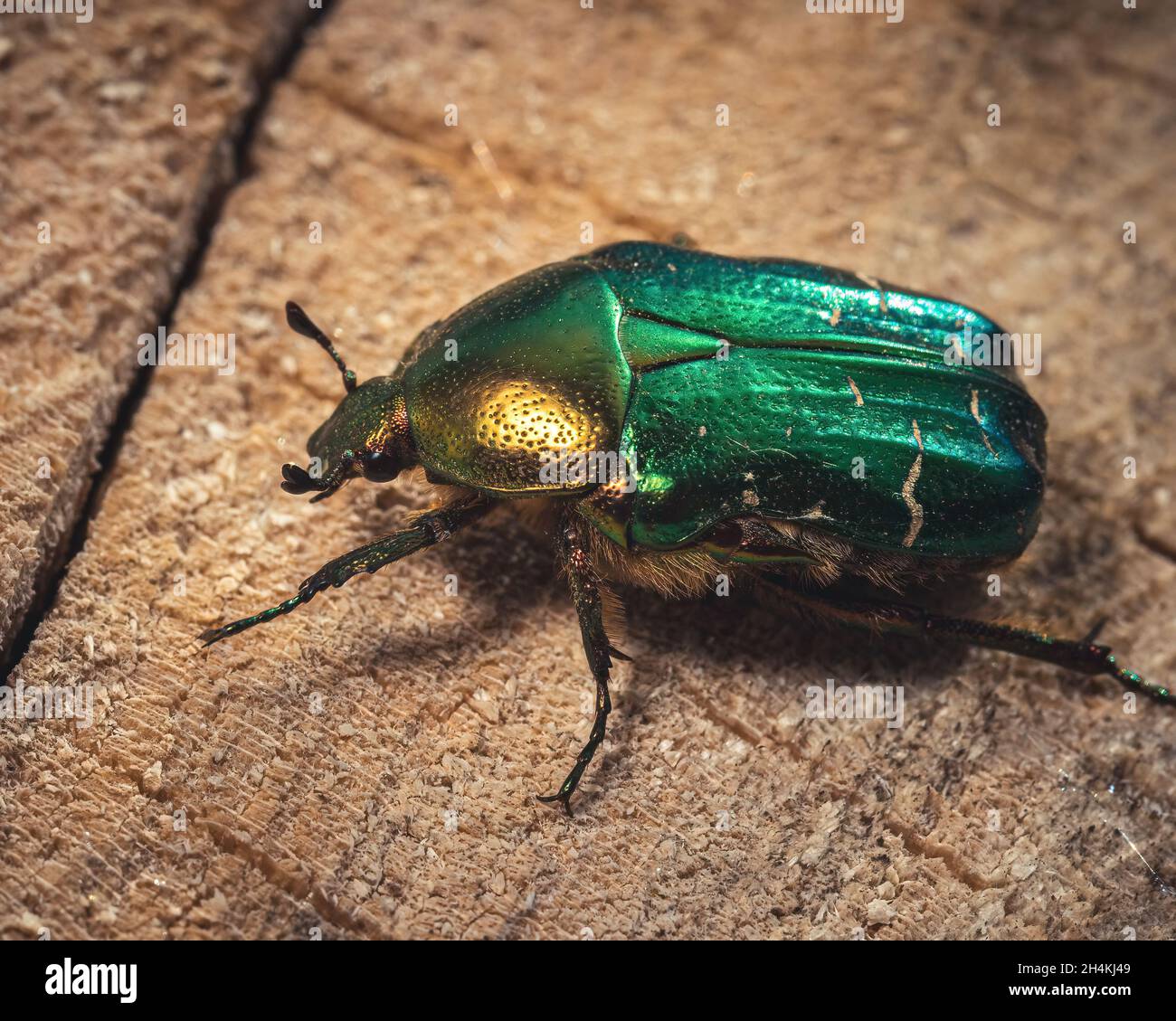 Piccolo bug colorato su un albero Foto Stock