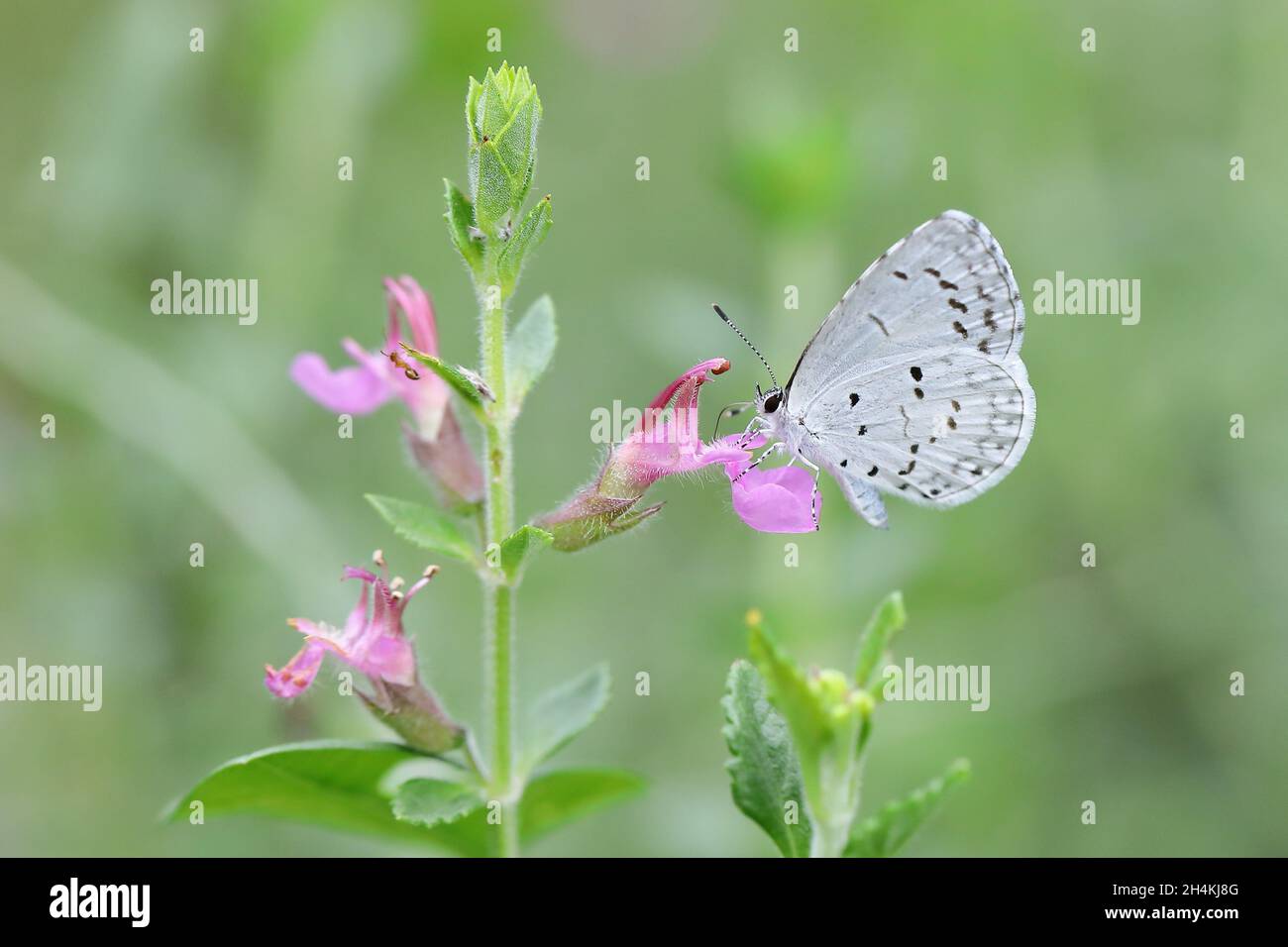 Farfalla di azzurro estiva (Celastrina trascurecta) a New York, Stati Uniti d'America Foto Stock