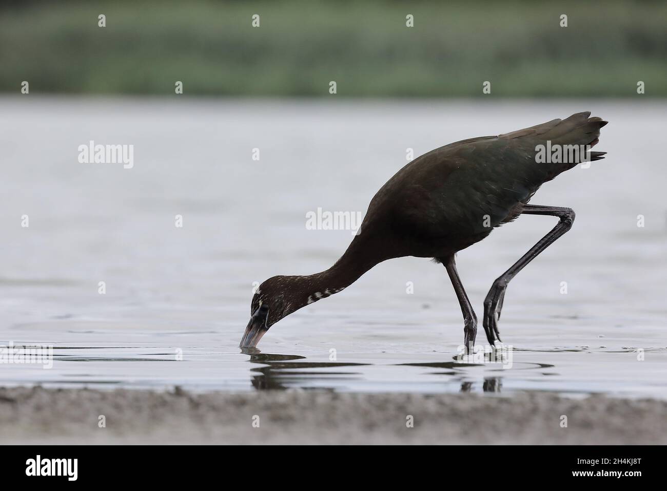 Glossy ibis (Plegadis falcinellus) a New York, Stati Uniti Foto Stock