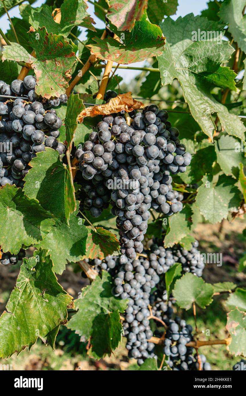 Particolare di vitigno biologico dolce succoso in autunno.primo piano di uve rosse in vigna, vendemmia concept.rami di uve fresche in coltura Foto Stock