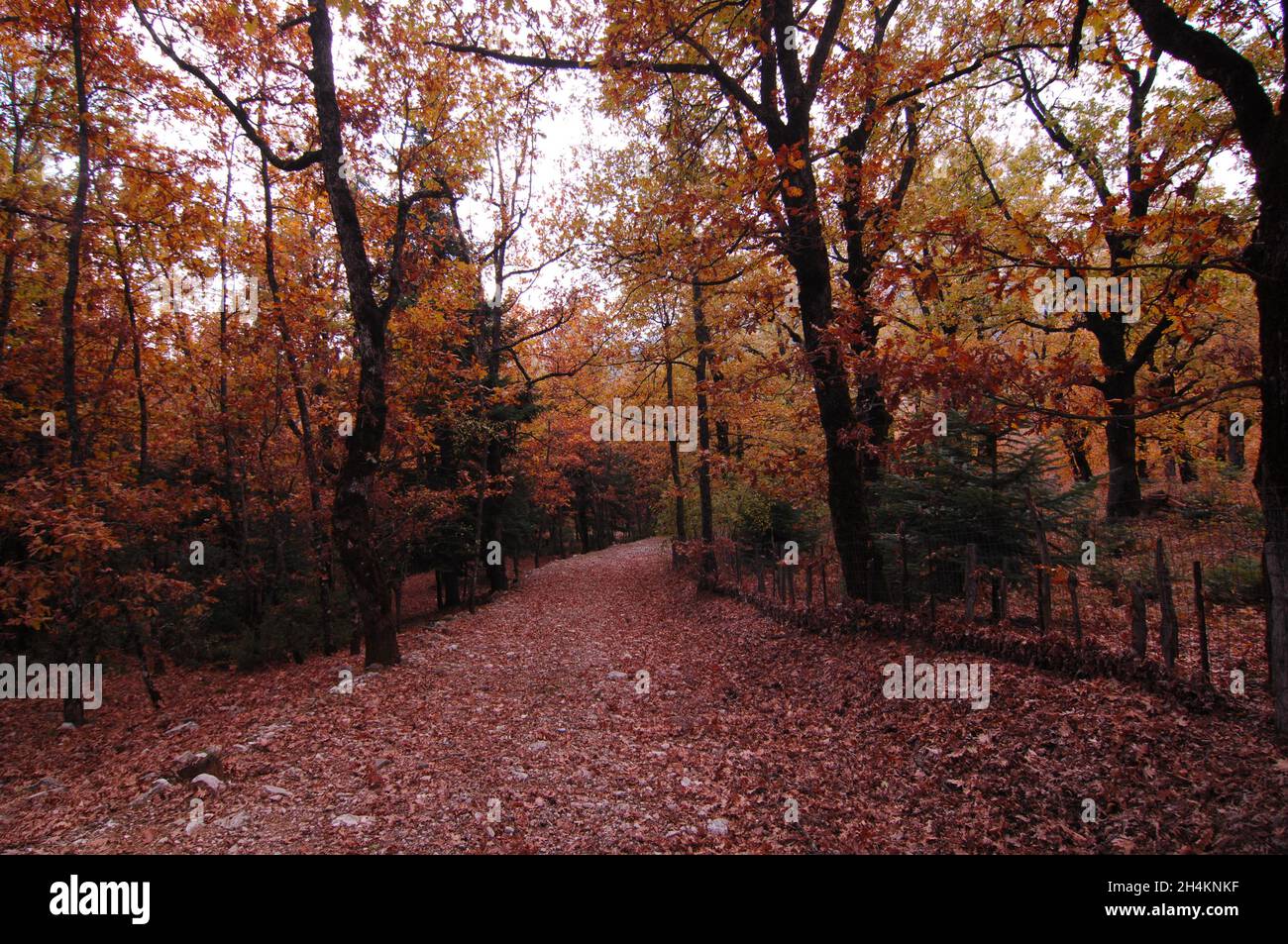 Bellissimo paesaggio autunnale in Grecia. Caduta foglie colorate in un vicolo. Grecia centrale, Europa Foto Stock