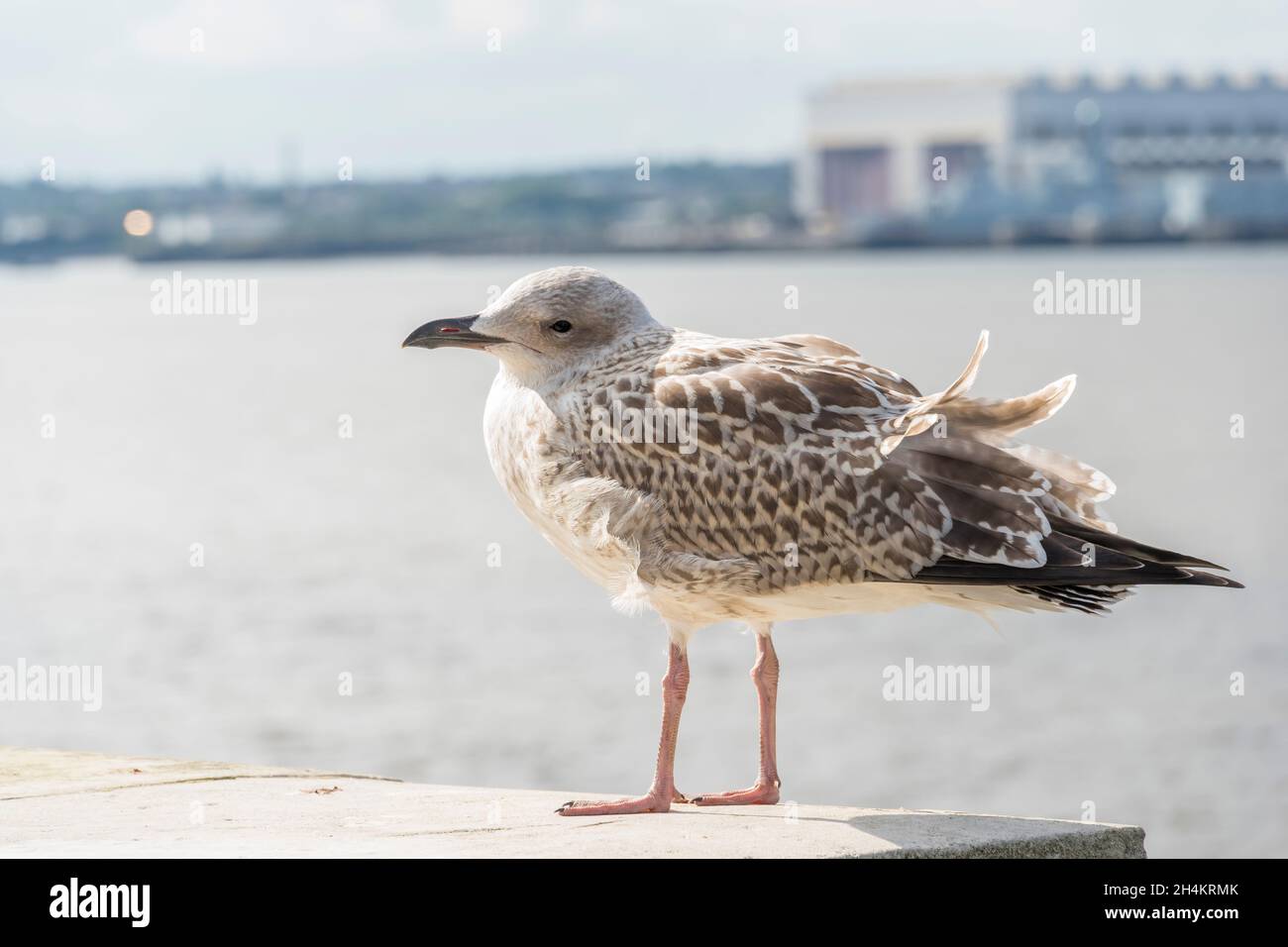 Giovane aringa Gull Mersey Liverpool 2021 Foto Stock