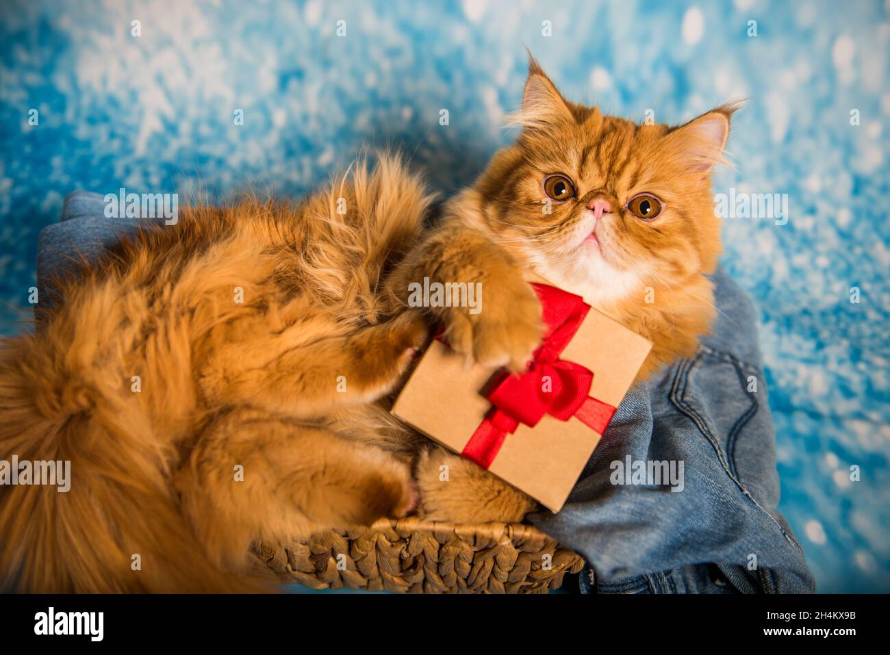 Gatto persiano rosso con scatola regalo a Natale su sfondo blu di Natale  con neve Foto stock - Alamy