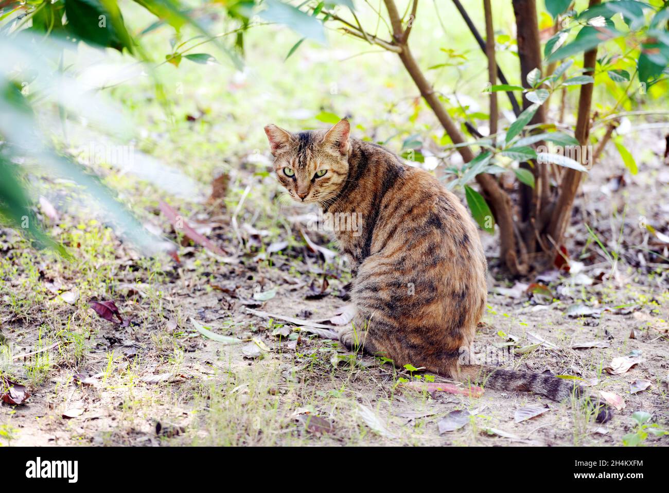Un gatto è seduto a terra. Foto Stock