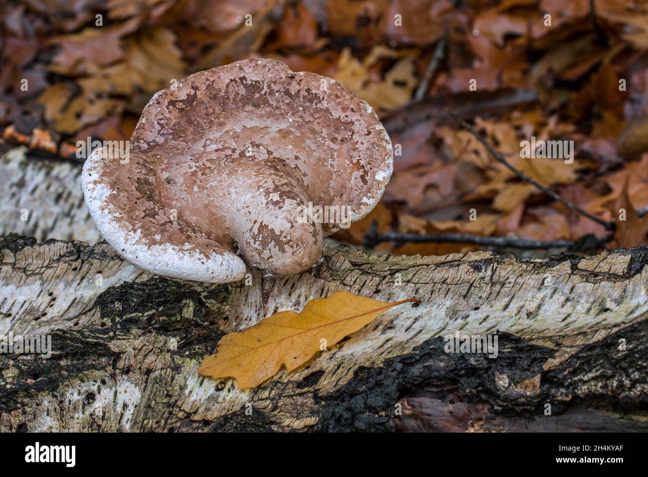 Betulla polipore / betulla staffa / razor strop (Fomitopsis betulina / Piptoporus betulinus) staffa fungo che cresce su tronco caduto di betulla in foresta Foto Stock