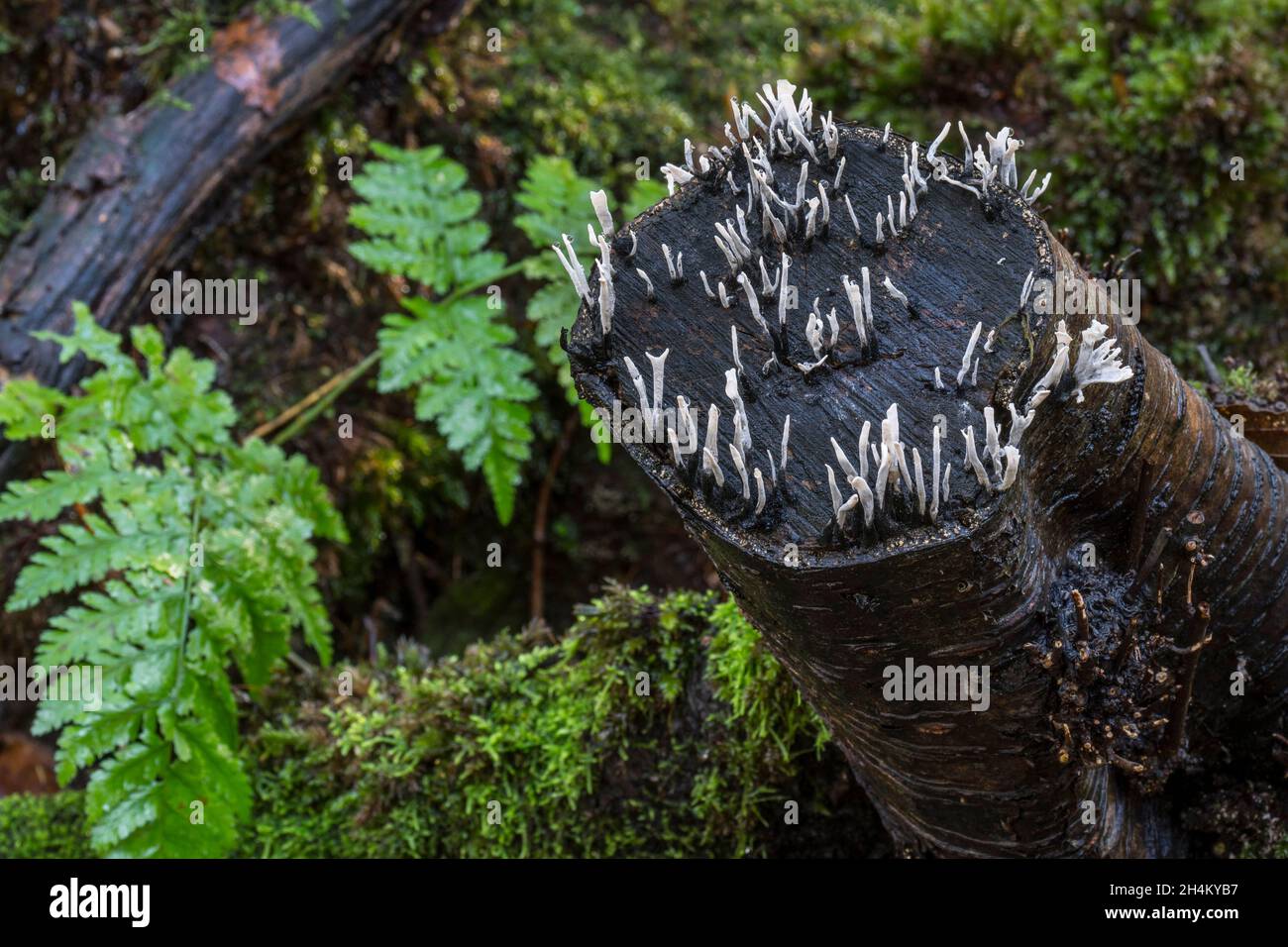 Corpi di frutta di fungo di candelabro / fungo di candelabro / corna di carbonio / fungo di corno di Pag (Xylaria hypoxylon) che crescono su ceppo di albero decadente Foto Stock