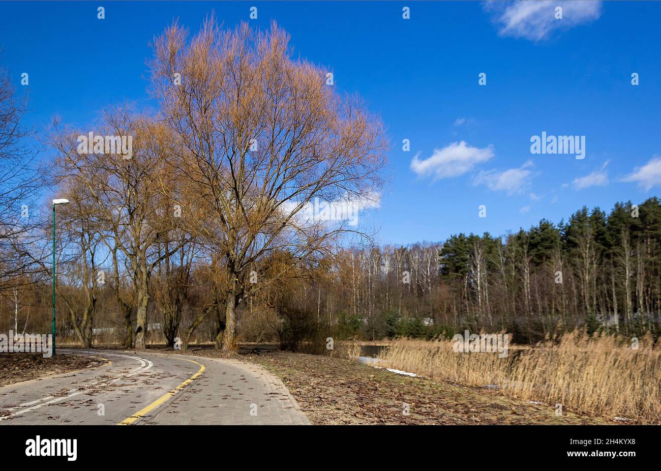 strada primaverile nel parco in una giornata di sole Foto Stock