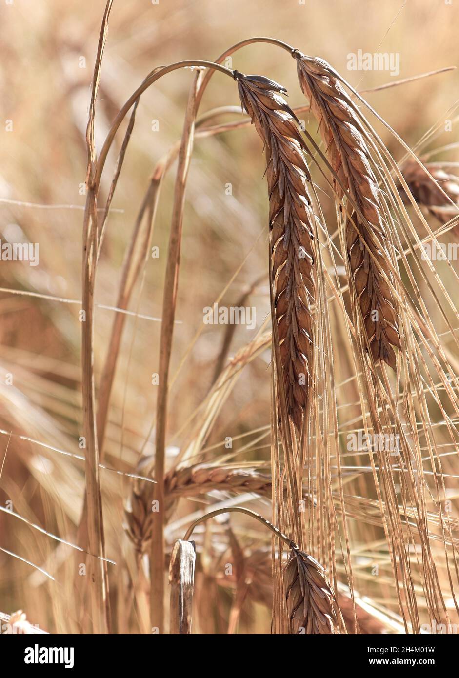 Teste d'orzo dorato mature pronte per la raccolta Foto Stock