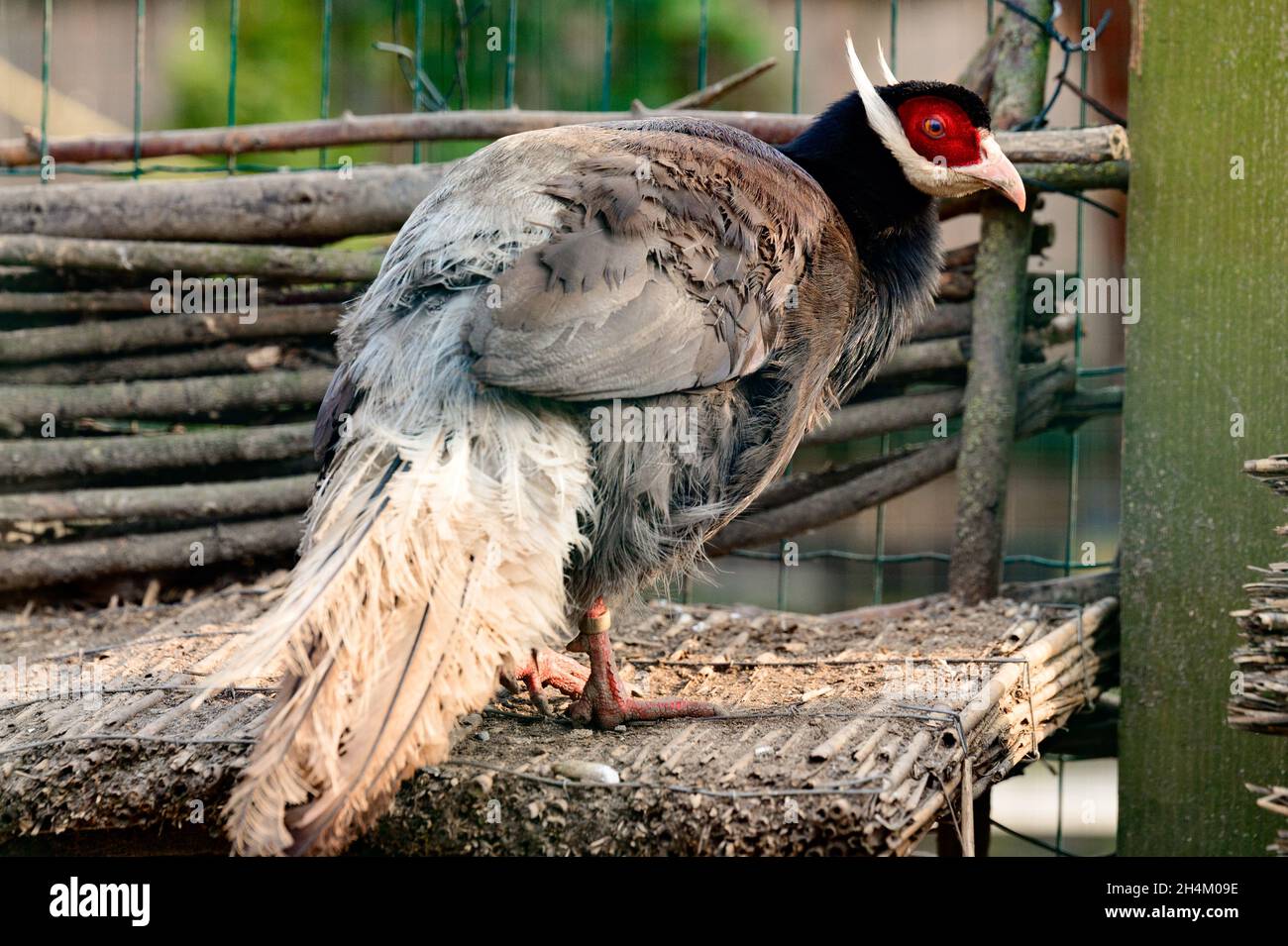 Da vicino fagiano azzurro eato, fagiano in gabbia, ornitologia e zoo, resistenza folta di uccelli blu. Foto Stock