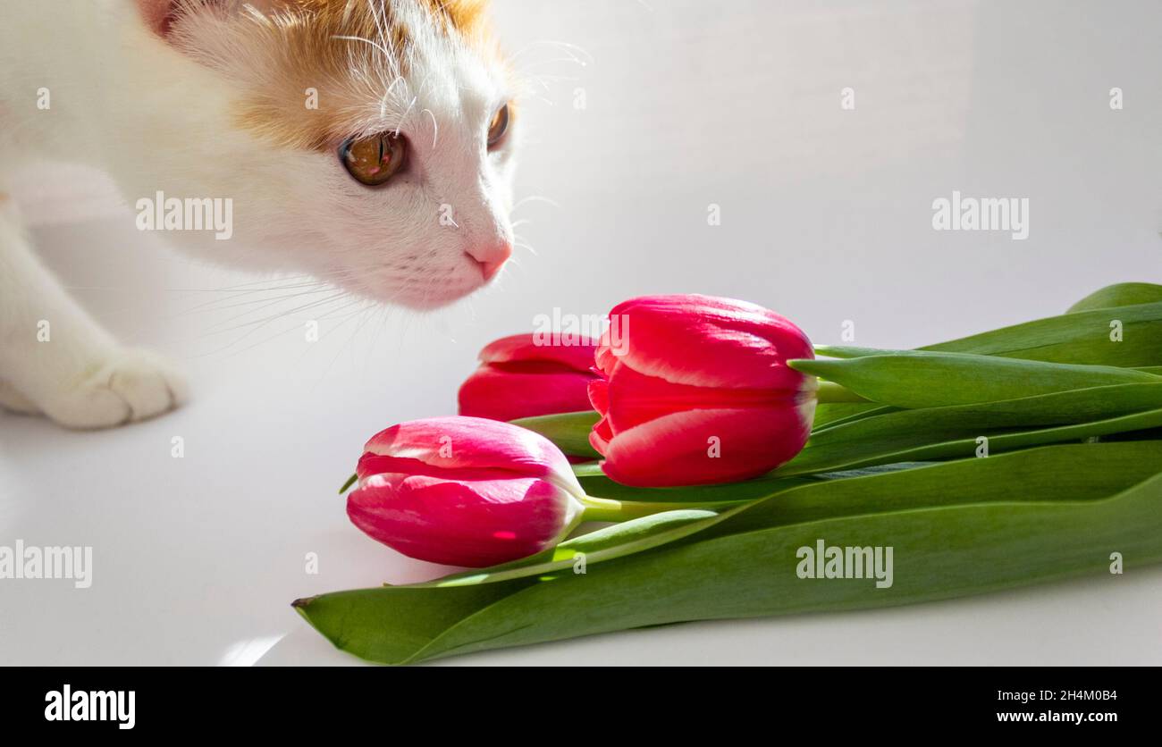 Il gatto zenzero annusa tulipani rossi e aspetta la primavera. Primo piano, messa a fuoco selettiva Foto Stock