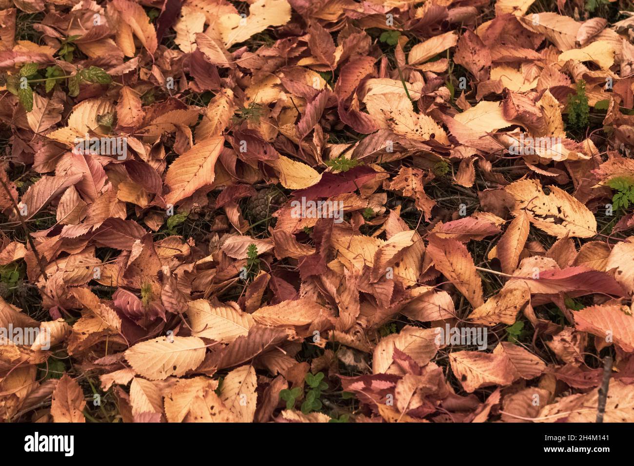 Un primo piano di fogliame caduto a terra durante l'autunno, con luci, ombre e colori caratteristici. Foto Stock