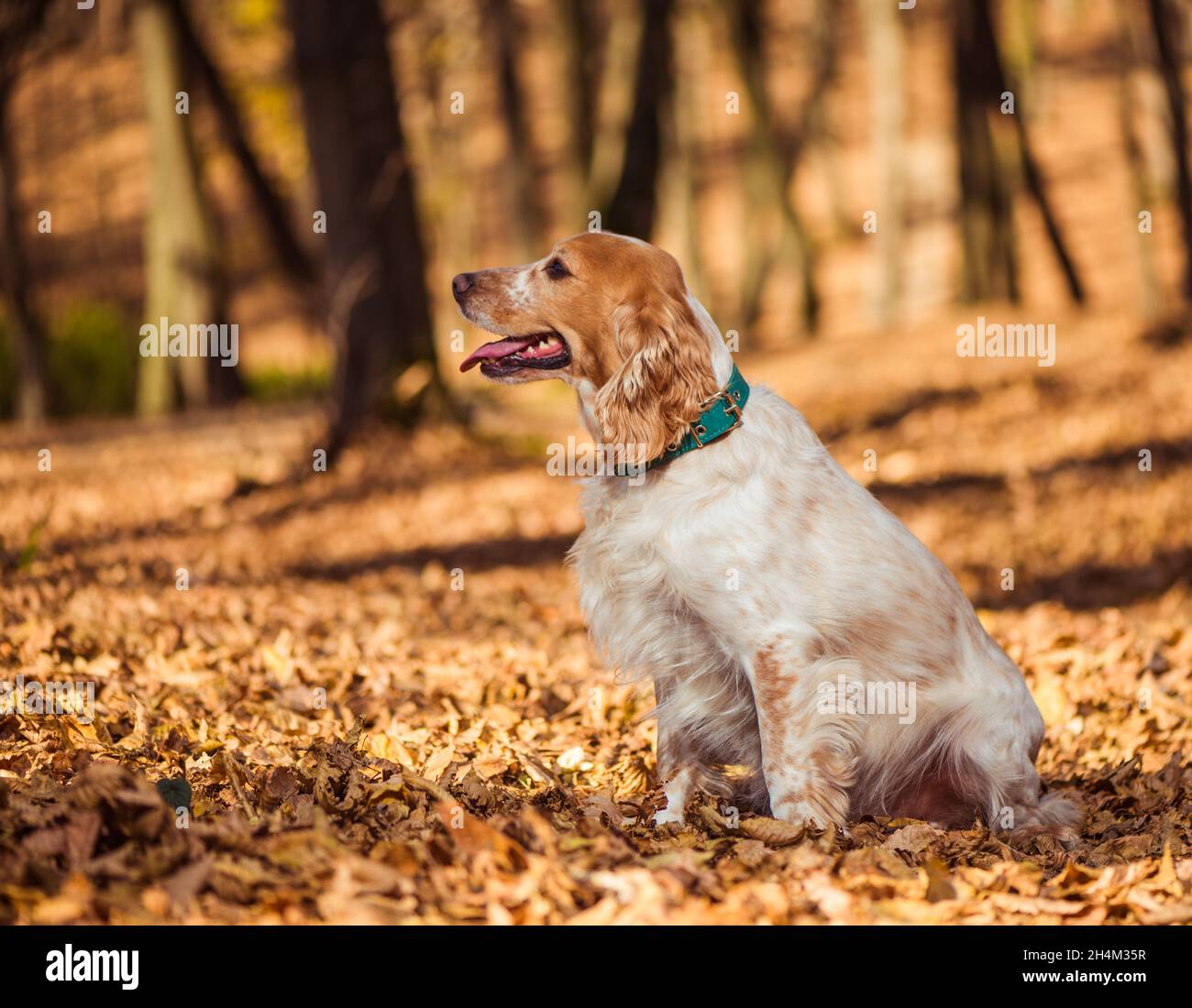 carino ritratto del cane spaniello a soleggiato autunno foresta coperta di foglie marroni Foto Stock