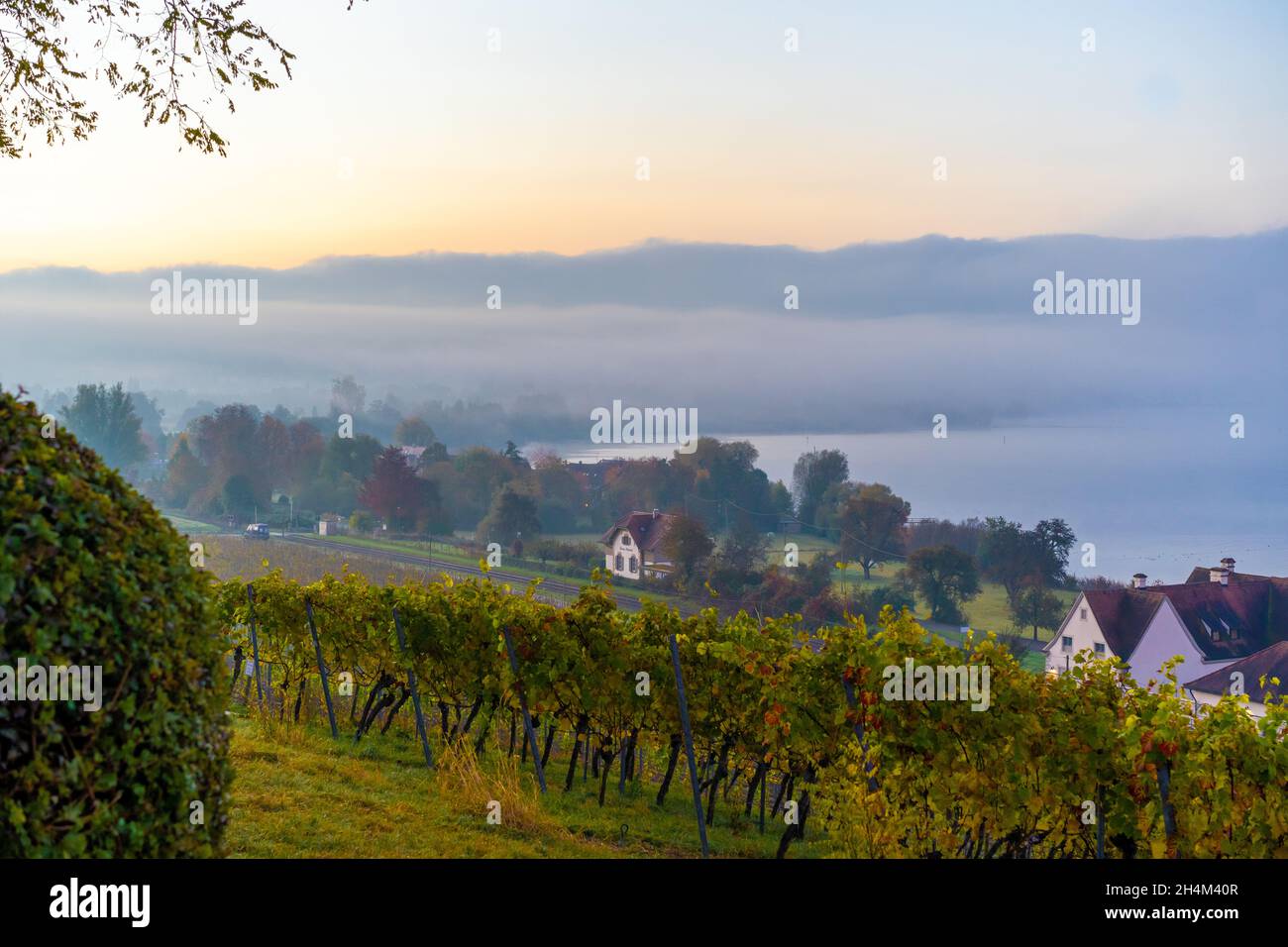 Alba a nebbia a Birnau su Bodensee, Germania Foto Stock