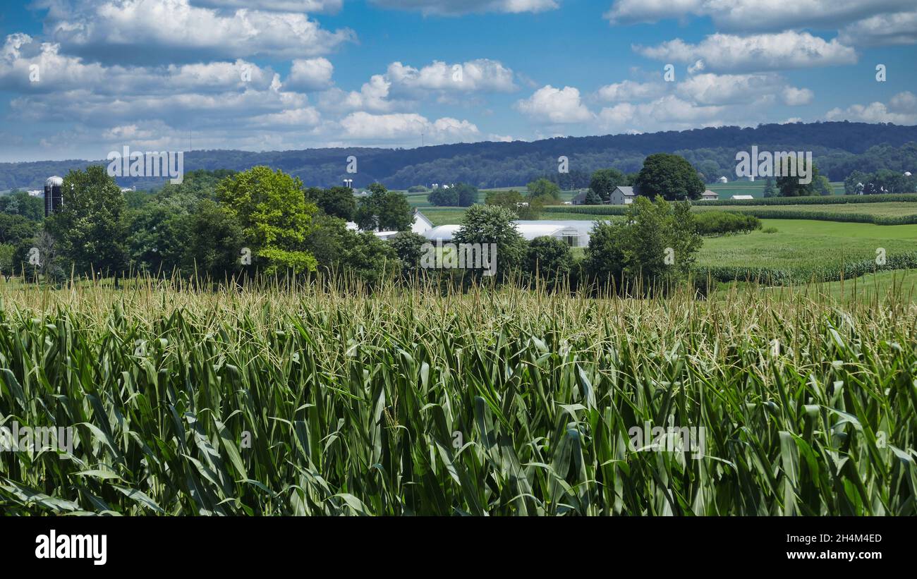 Campagna rurale con campi di mais e fattorie verdi come visto in un giorno d'estate Foto Stock