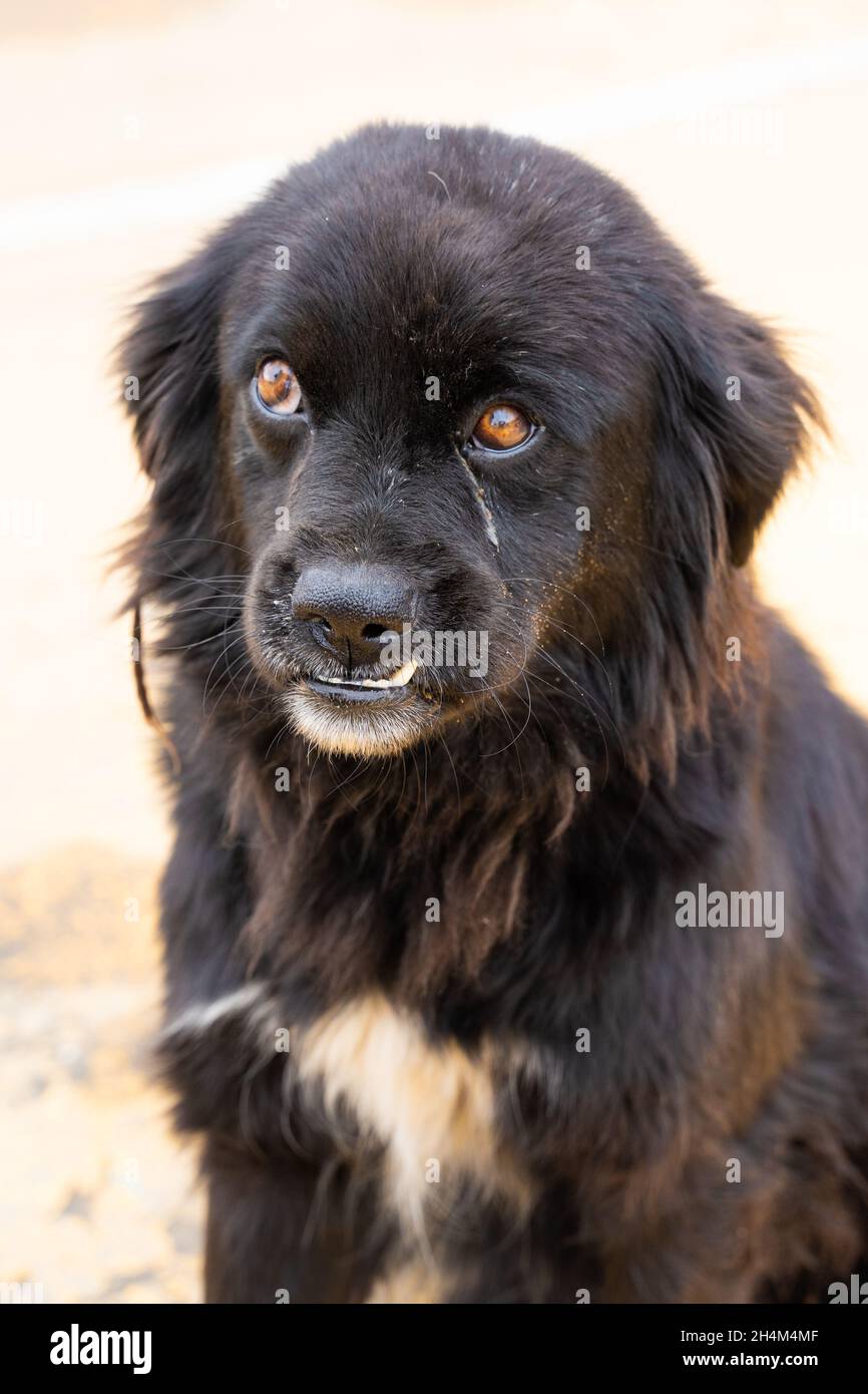 Piccolo cane abbandonato a Villapinzón, Colombia Foto Stock