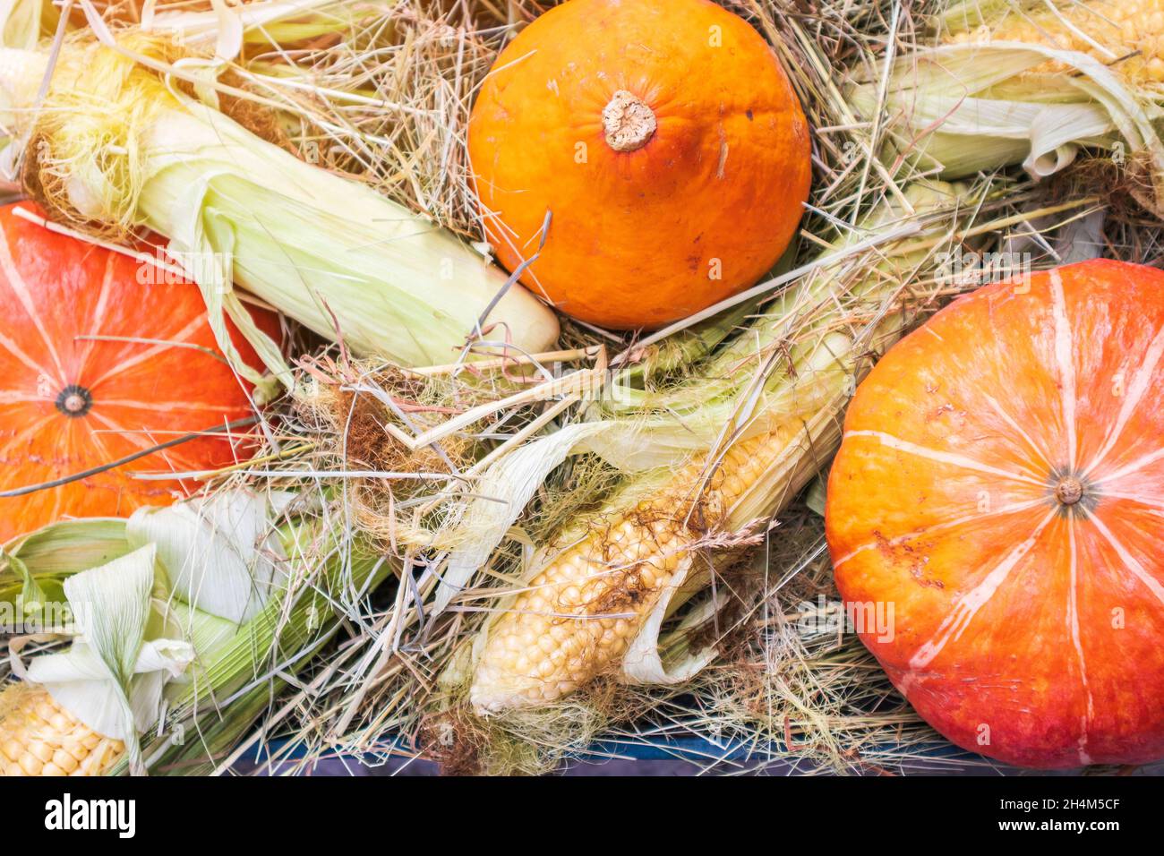 piano piatto zucca di mais halloween autunno cibo decorativo colorato vegetale .concetto halloween autunno sfondo Foto Stock