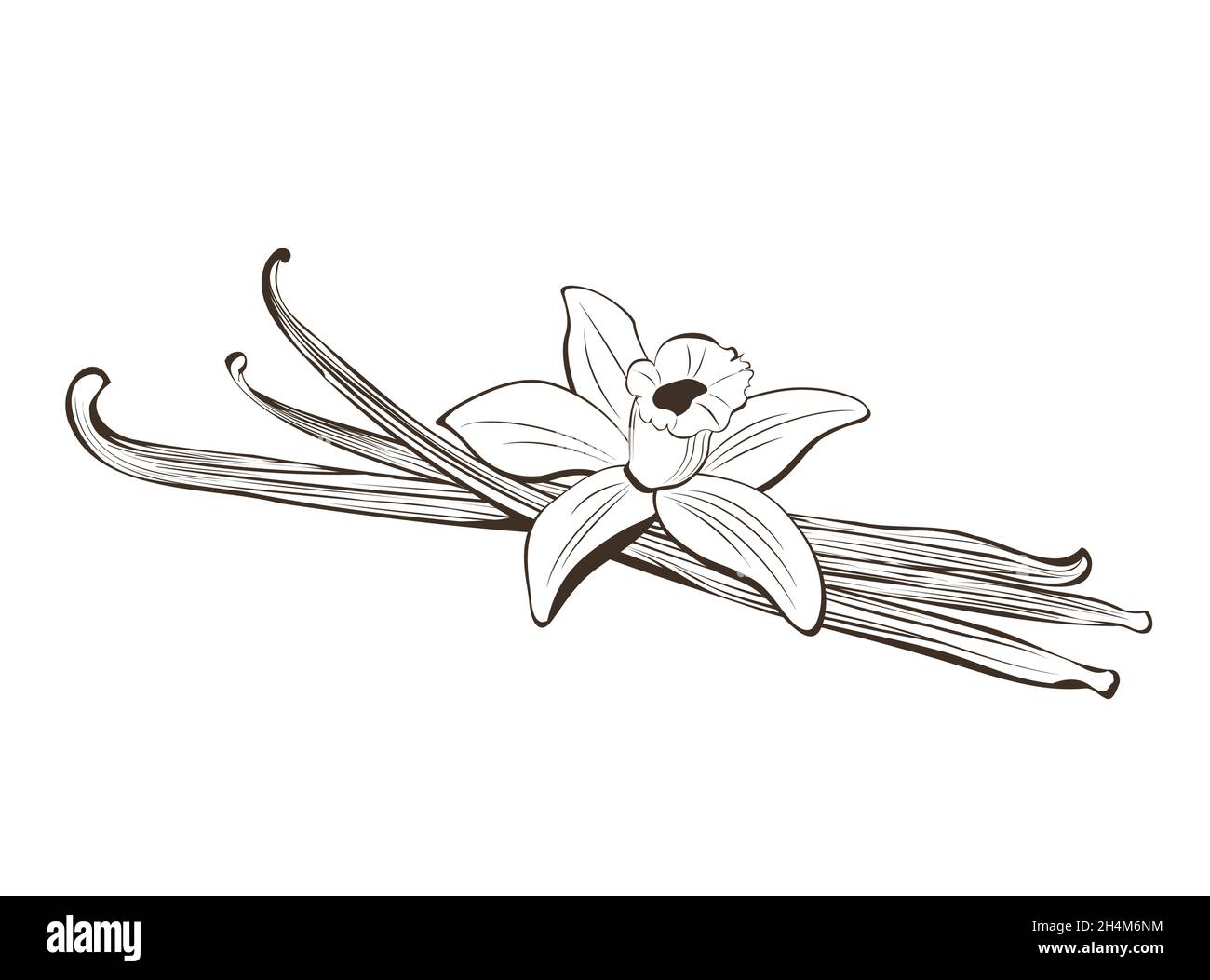 Cialde disegnate a mano e fiore alla vaniglia Illustrazione Vettoriale
