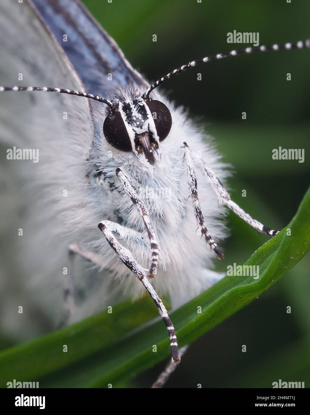 Primo piano della farfalla Holly Blue (Celastrina argiolus) arroccata sulla foglia. Tipperary, Irlanda Foto Stock