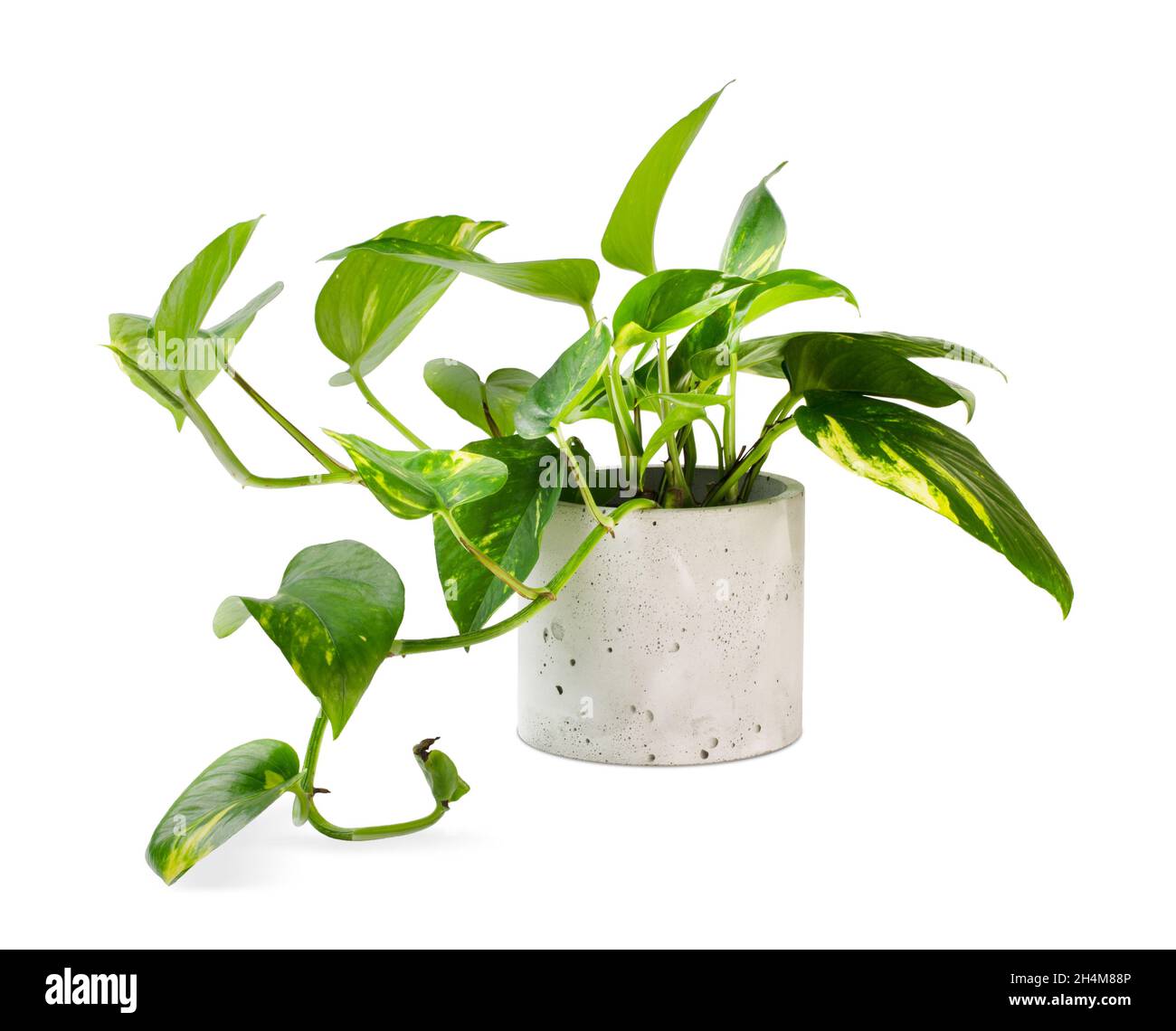 Epipremnum aureum (famiglia Araceae) pianta in vaso isolato su sfondo bianco Foto Stock