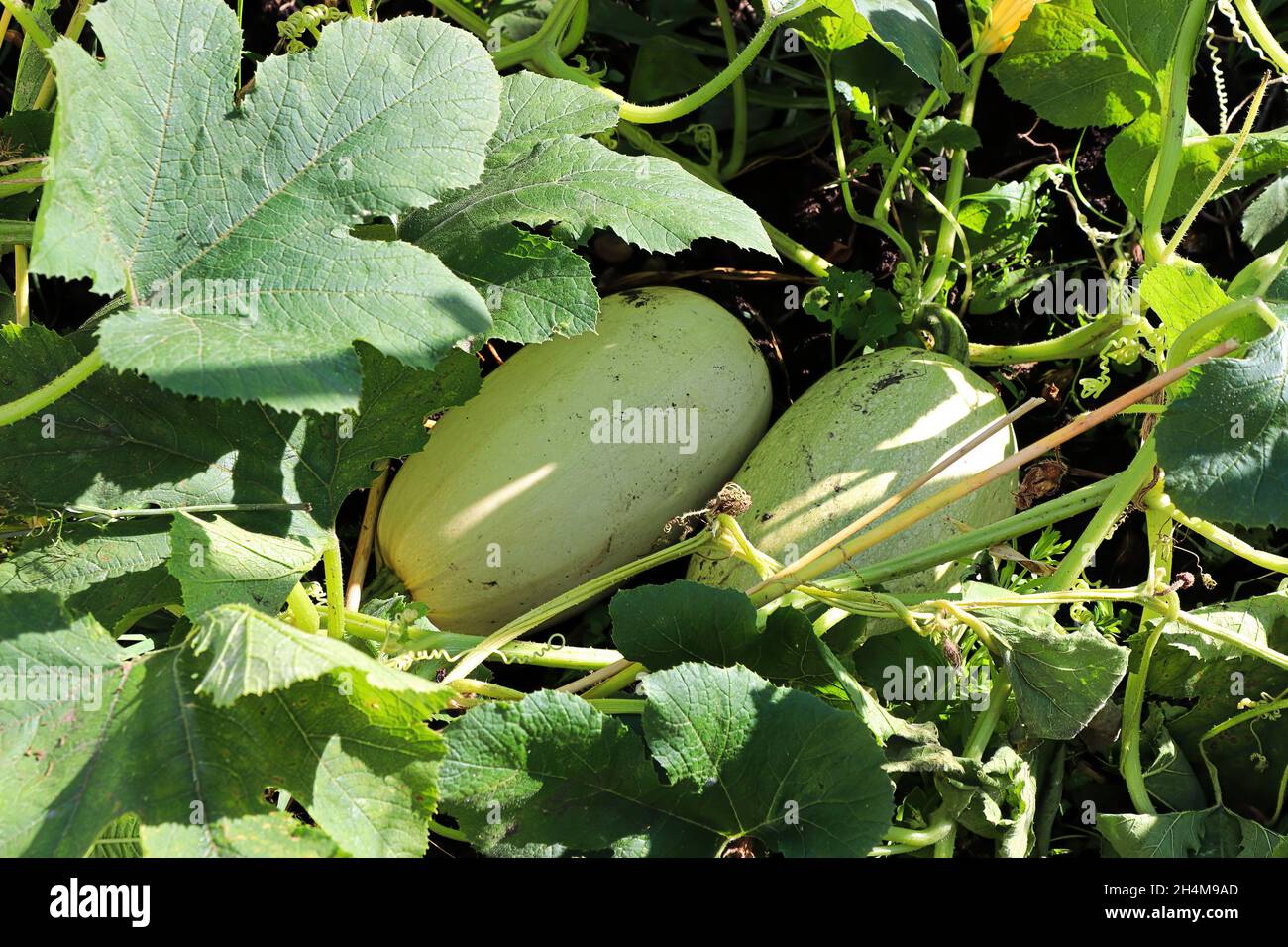 Due zucche dolci che crescono in estate Foto Stock
