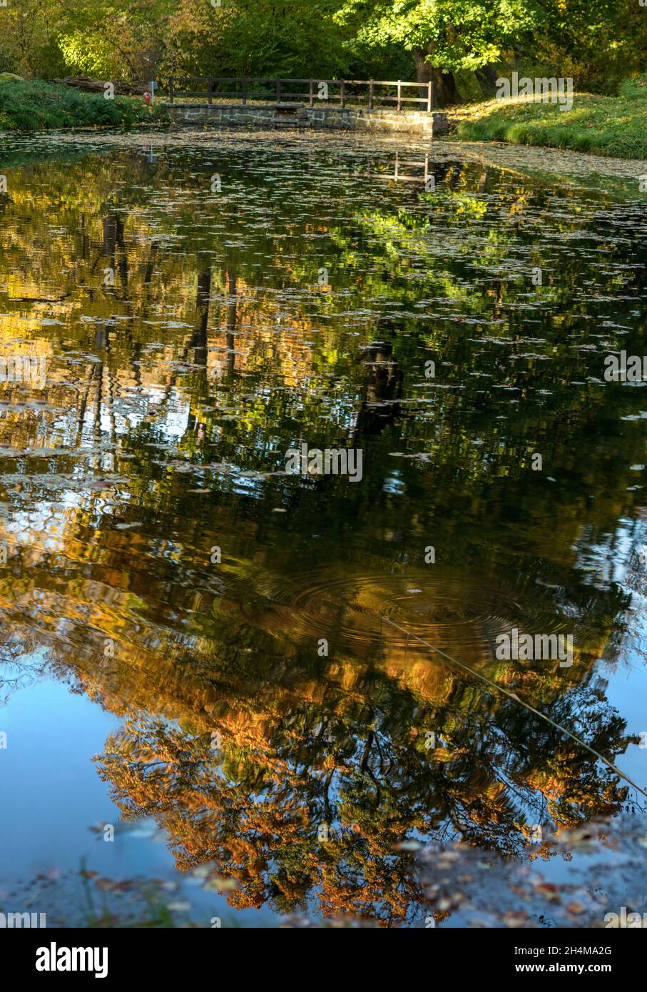Albero gigante si riflette nel laghetto Foto Stock