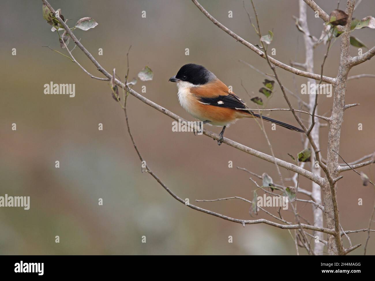 Shrike a coda lunga (Lanius schach tricolore) adulto arroccato in albero Koshi Tappu, Nepal Gennaio Foto Stock