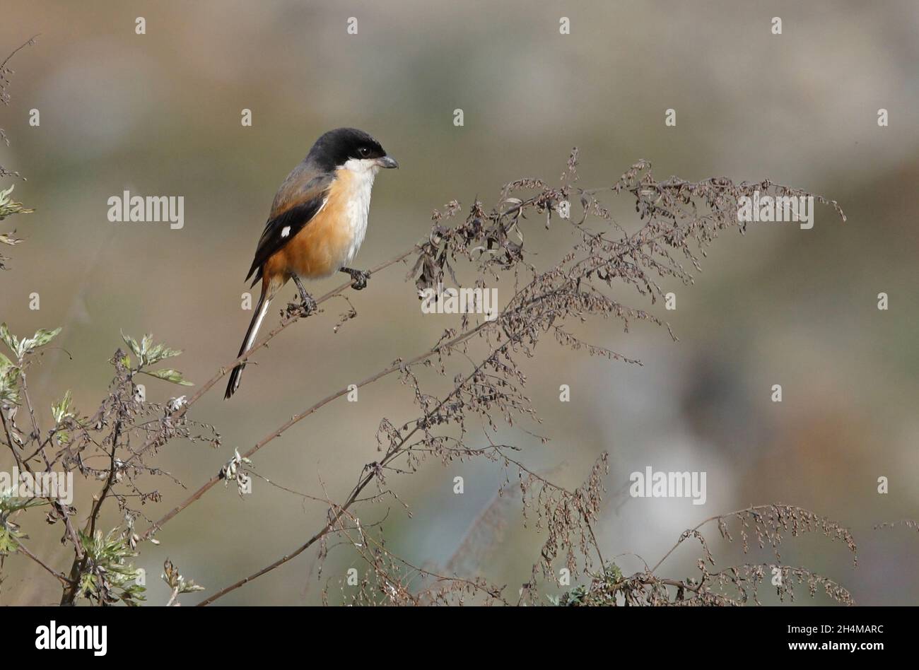 Shrike a coda lunga (Lanius schach tricolore) piuttosto grigio sosteneva individuale arroccato su teste di seme morte Kathmandu, Nepal Gennaio Foto Stock