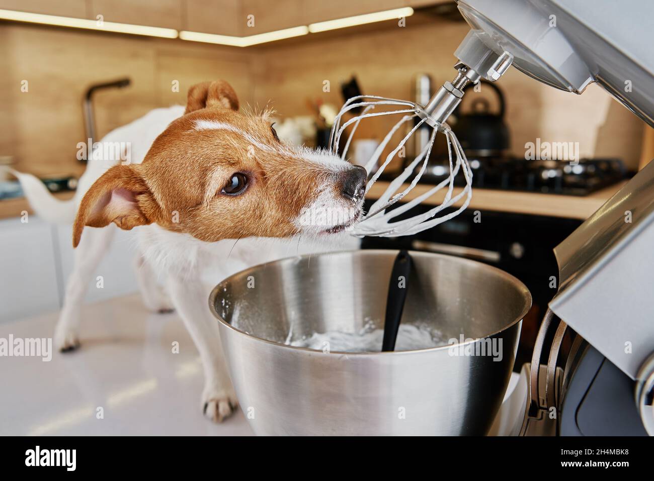 Frusta del miscelatore elettrico della cucina del cazzo del cane. Animale domestico affamato Foto Stock