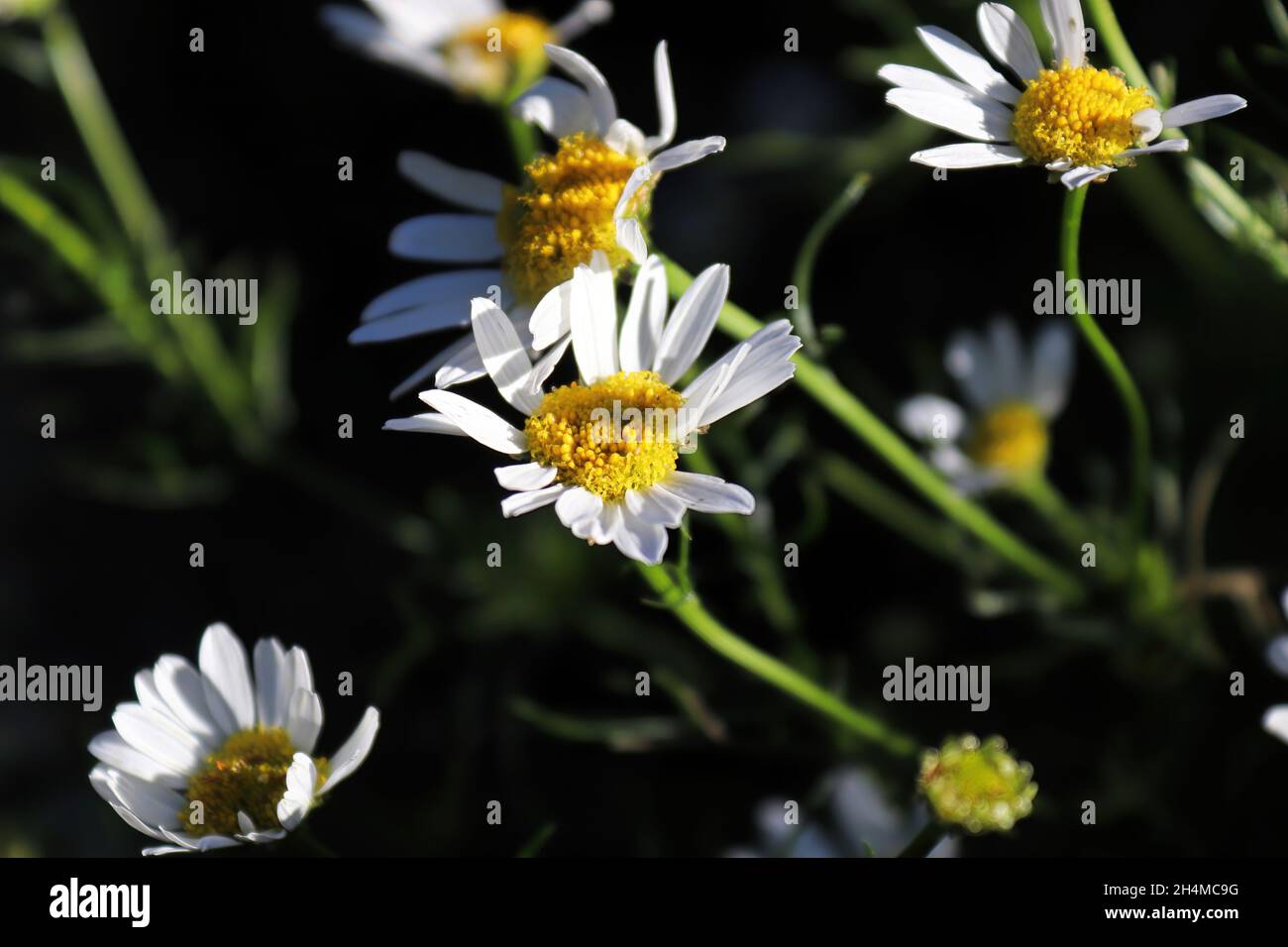 Primo piano di Chamomile senza profumo una specie invasiva Foto Stock
