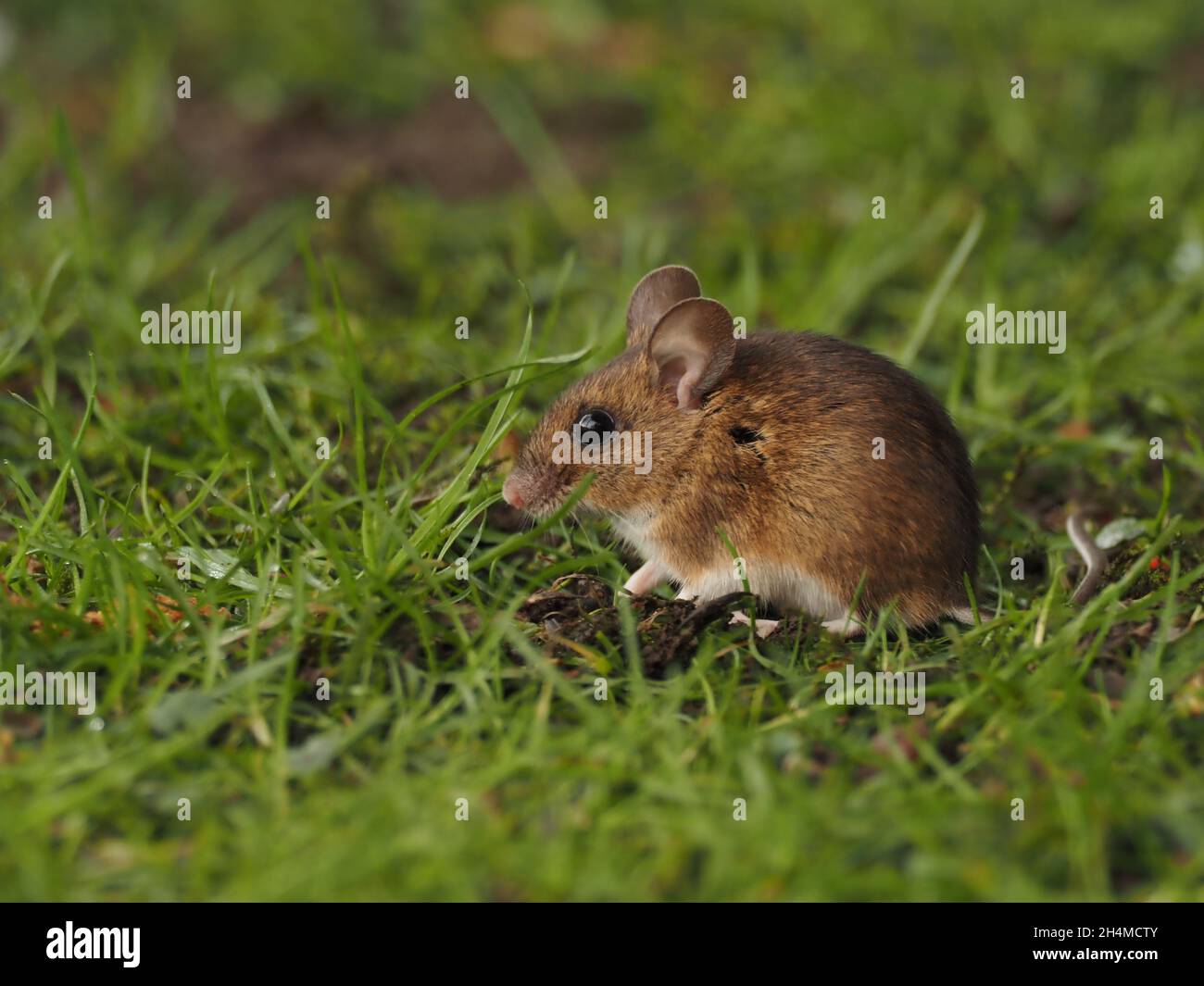 Il mouse in legno o il mouse da campo a coda lunga ha grandi orecchie e occhi per le sue dimensioni. Si trova in molti habitat tra cui giardini, campi, brughiere / brughiere Foto Stock
