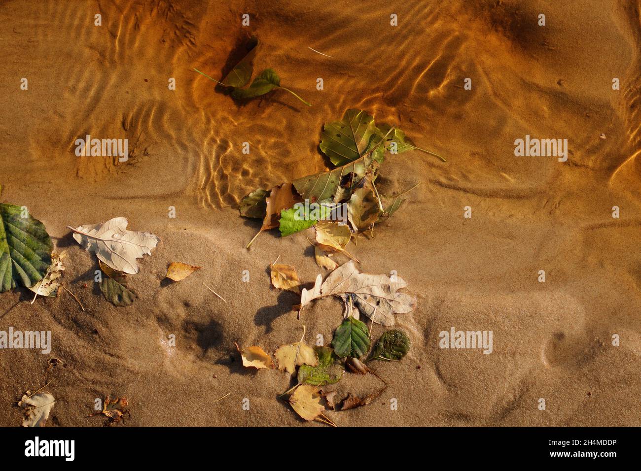 Disturbo naturale lieve. Ciottoli gialli nella sabbia, foglie autunnali di colori diversi sono caduti nell'acqua. Il vento nell'acqua forma ombre e. Foto Stock