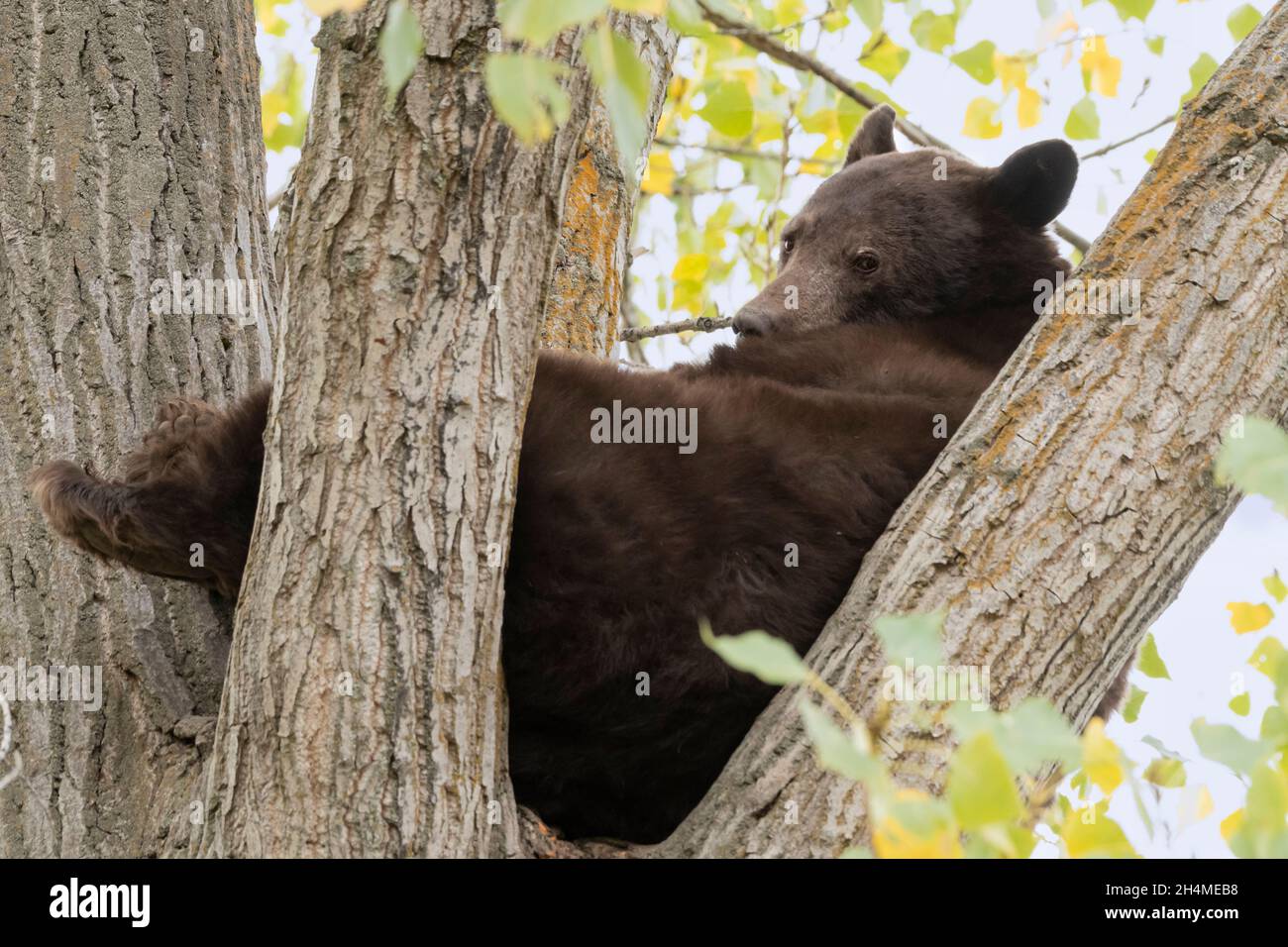 Nord America; Stati Uniti; Montana; Wildlife; American Black Bear; Ursus americanus; Estate Foto Stock